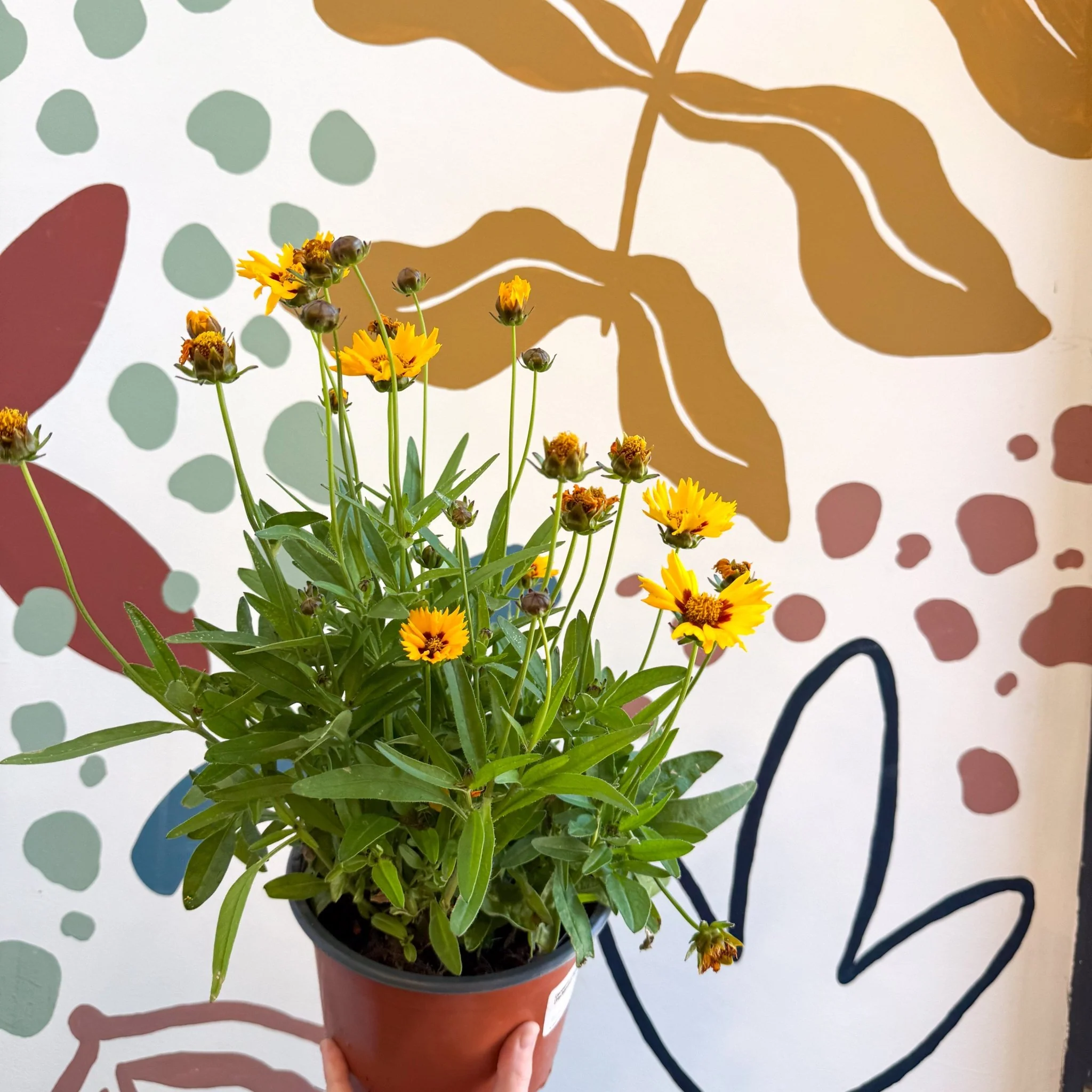 Coreopsis grandiflora 'Grand Yellow' [Herbaceous Perennial] - Image 5