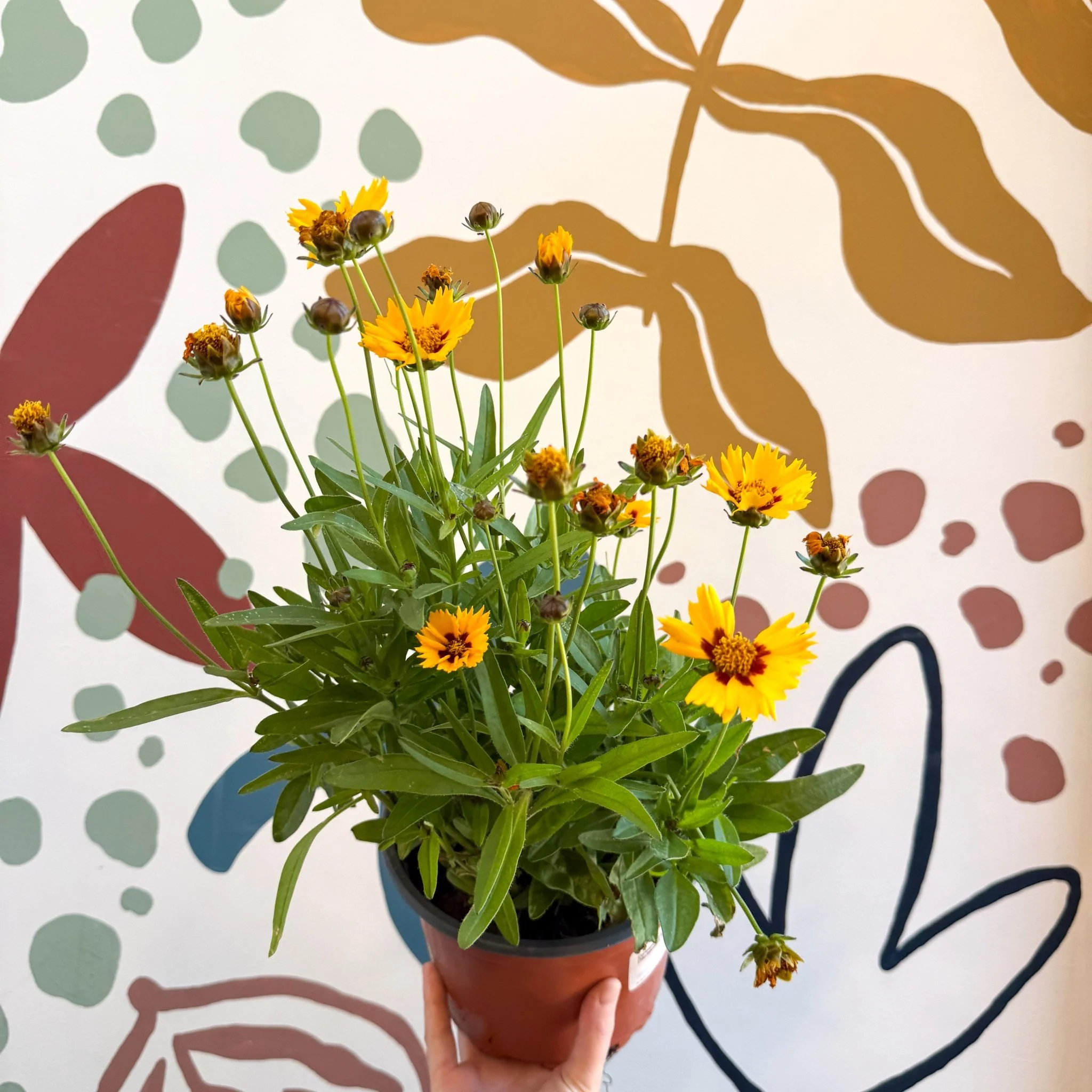 Coreopsis grandiflora 'Grand Yellow' [Herbaceous Perennial] - Image 7