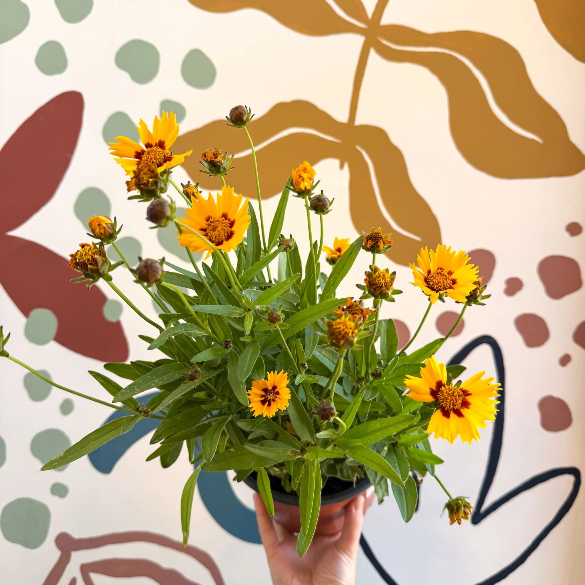 Coreopsis grandiflora 'Grand Yellow' [Herbaceous Perennial] - Image 8