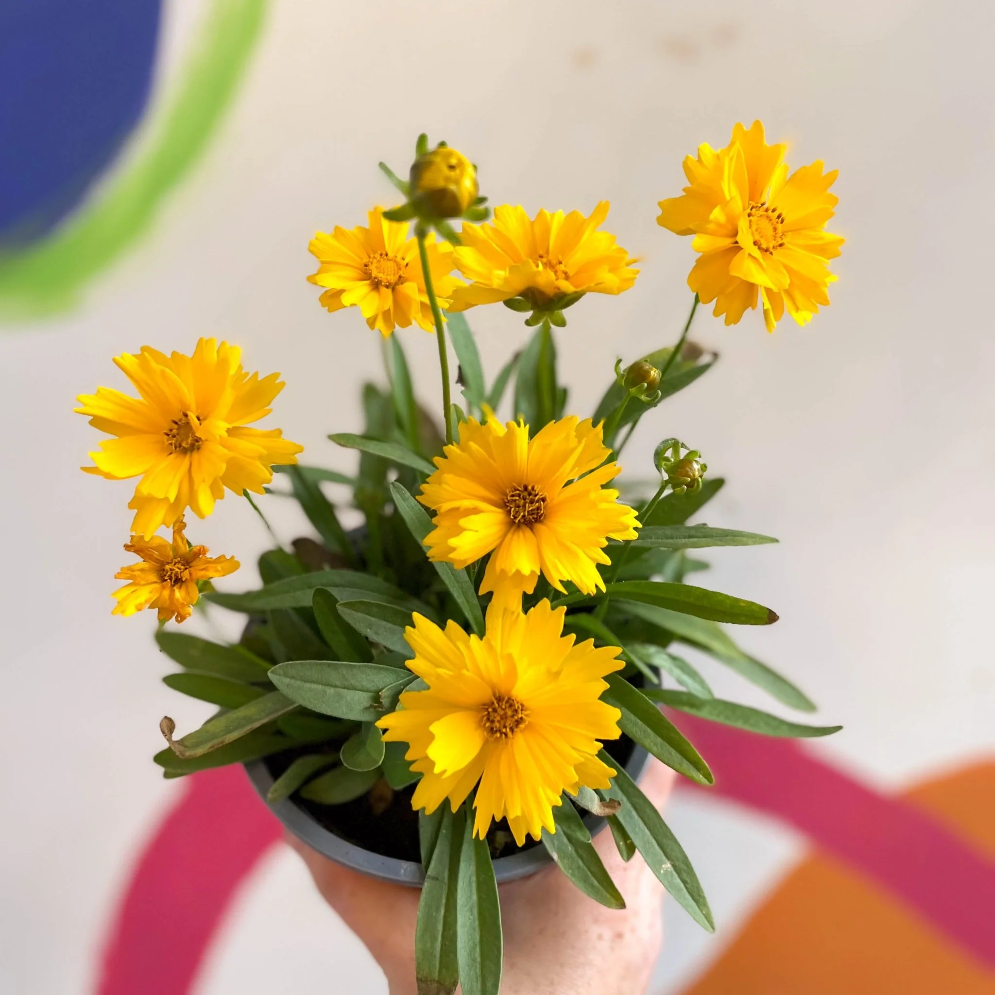 Coreopsis grandiflora 'Illico' [British Grown Herbaceous Perennial] - Image 3