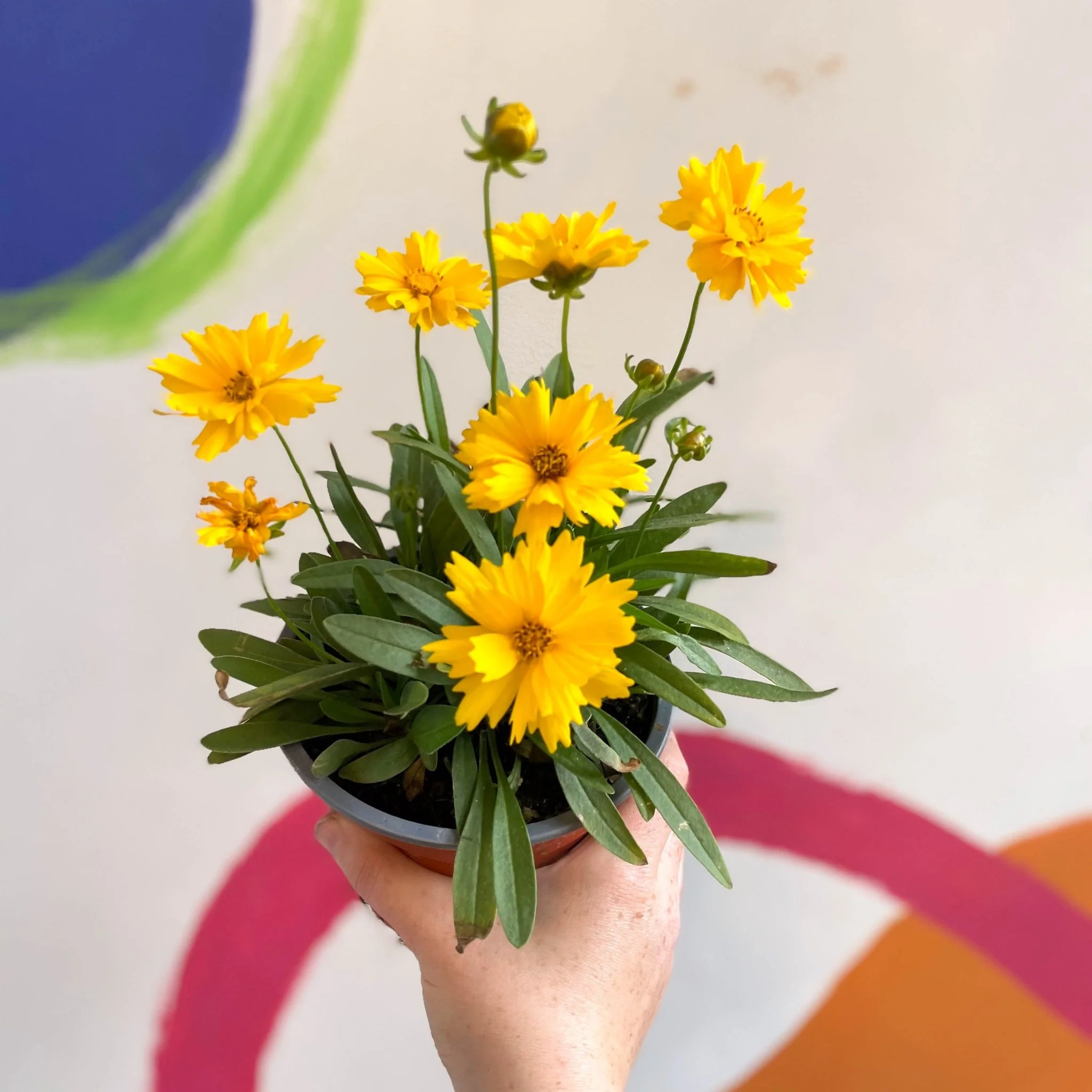 Coreopsis grandiflora 'Illico' [British Grown Herbaceous Perennial] - Image 4
