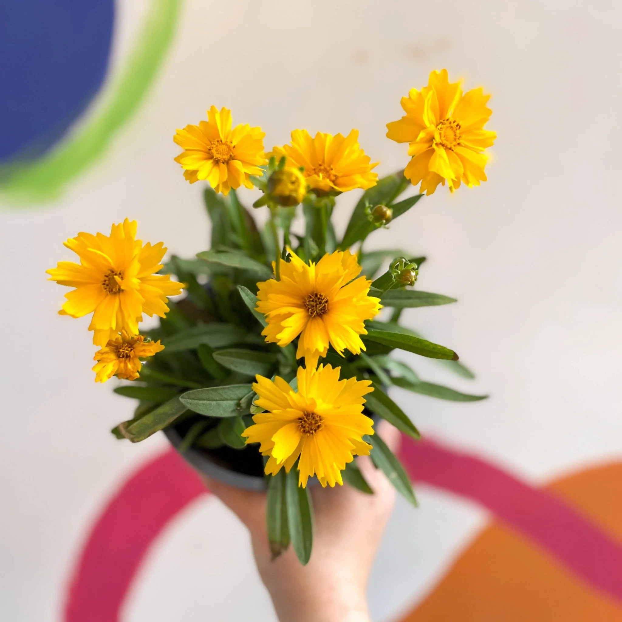 Coreopsis grandiflora 'Illico' [British Grown Herbaceous Perennial] - Image 5