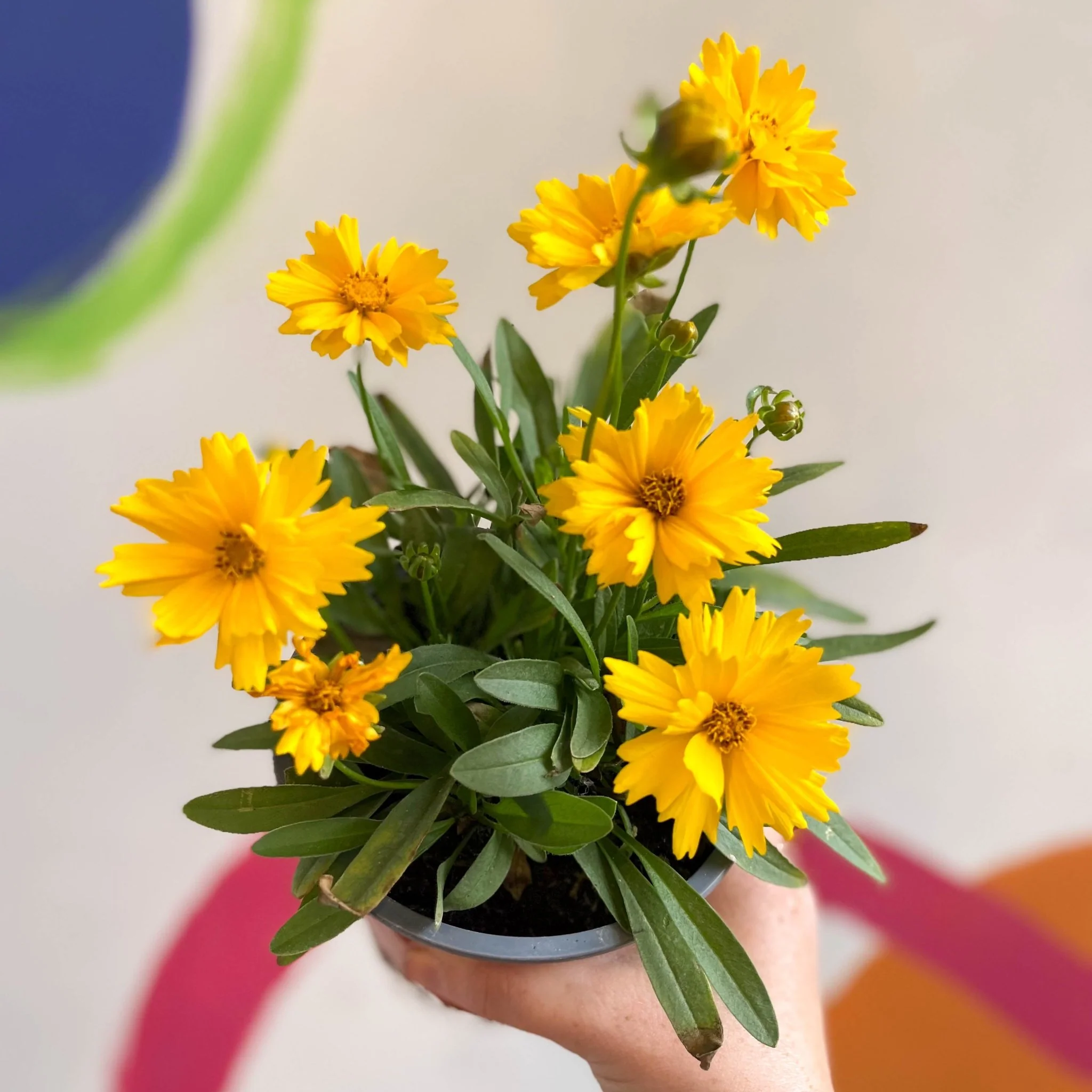 Coreopsis grandiflora 'Illico' [British Grown Herbaceous Perennial] - Image 6
