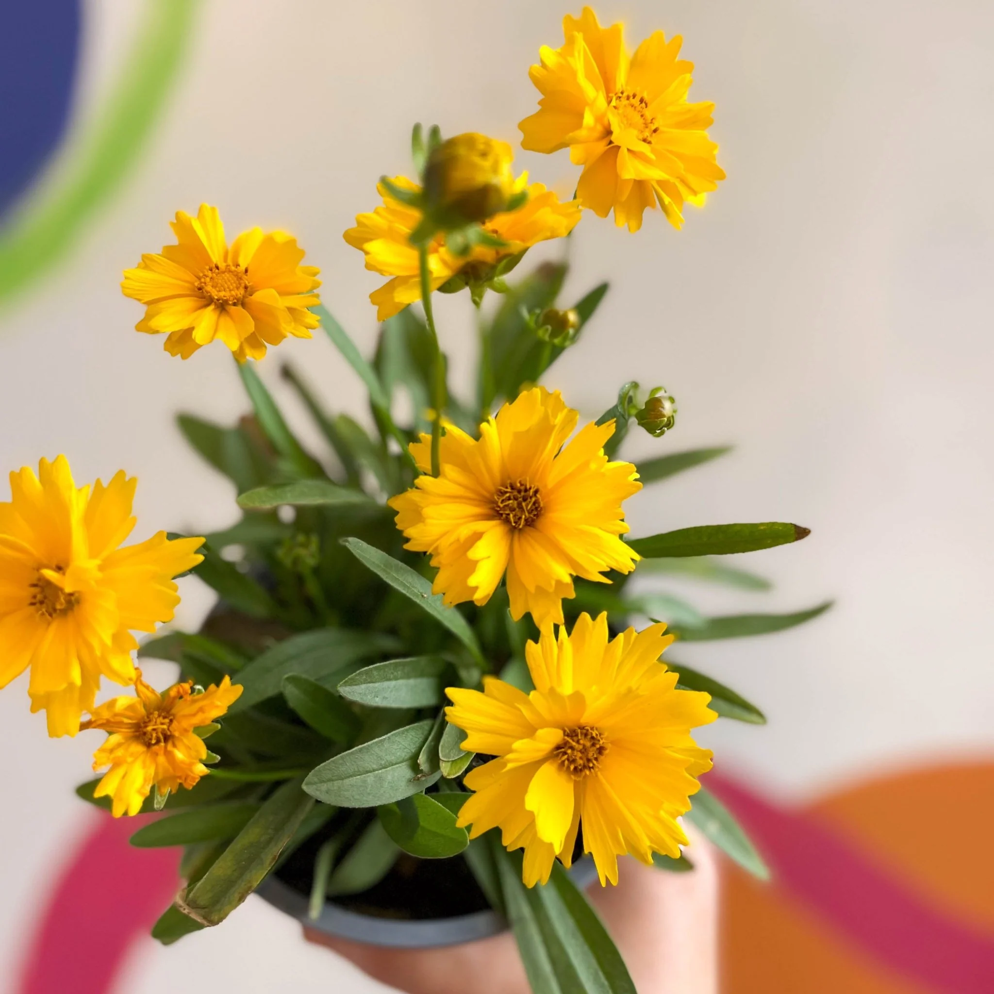 Coreopsis grandiflora 'Illico' [British Grown Herbaceous Perennial] - Image 7