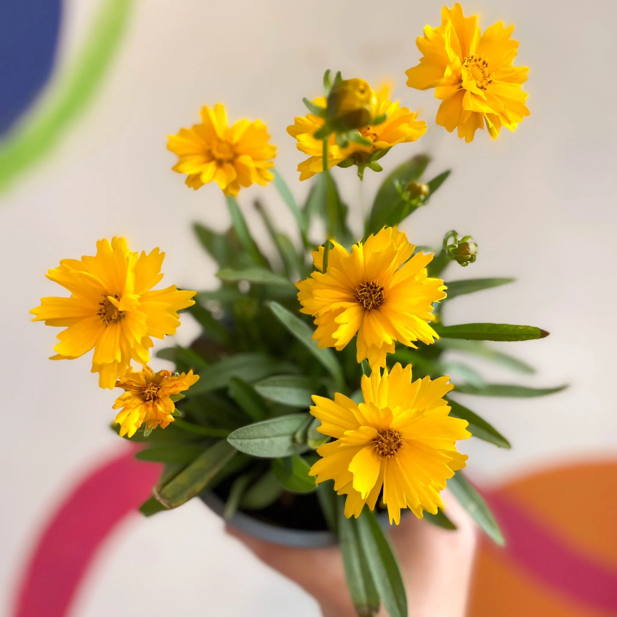 Coreopsis grandiflora 'Illico' [British Grown Herbaceous Perennial] - Image 8