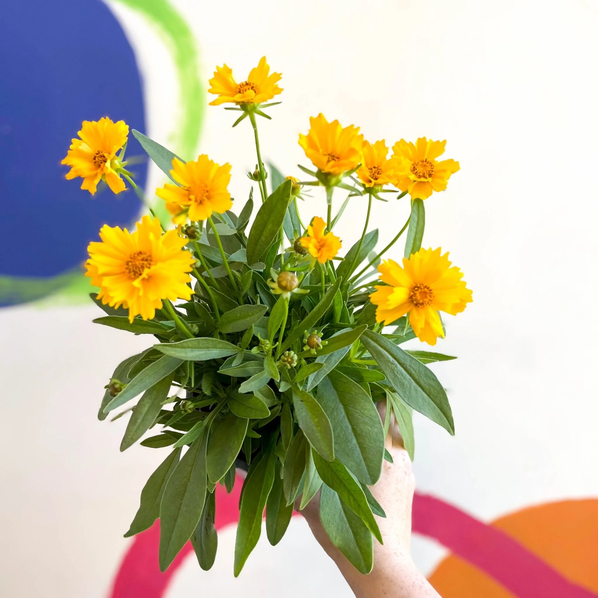Coreopsis grandiflora 'Presto' [Herbaceous Perennial] - Image 2