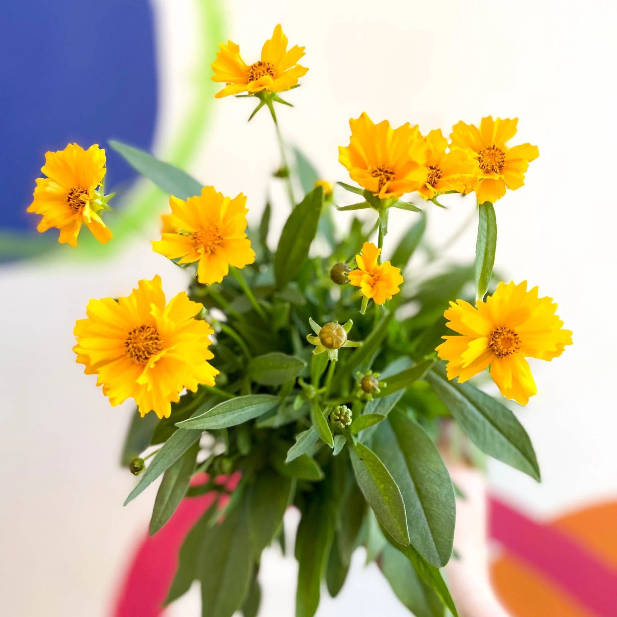 Coreopsis grandiflora 'Presto' [Herbaceous Perennial] - Image 8