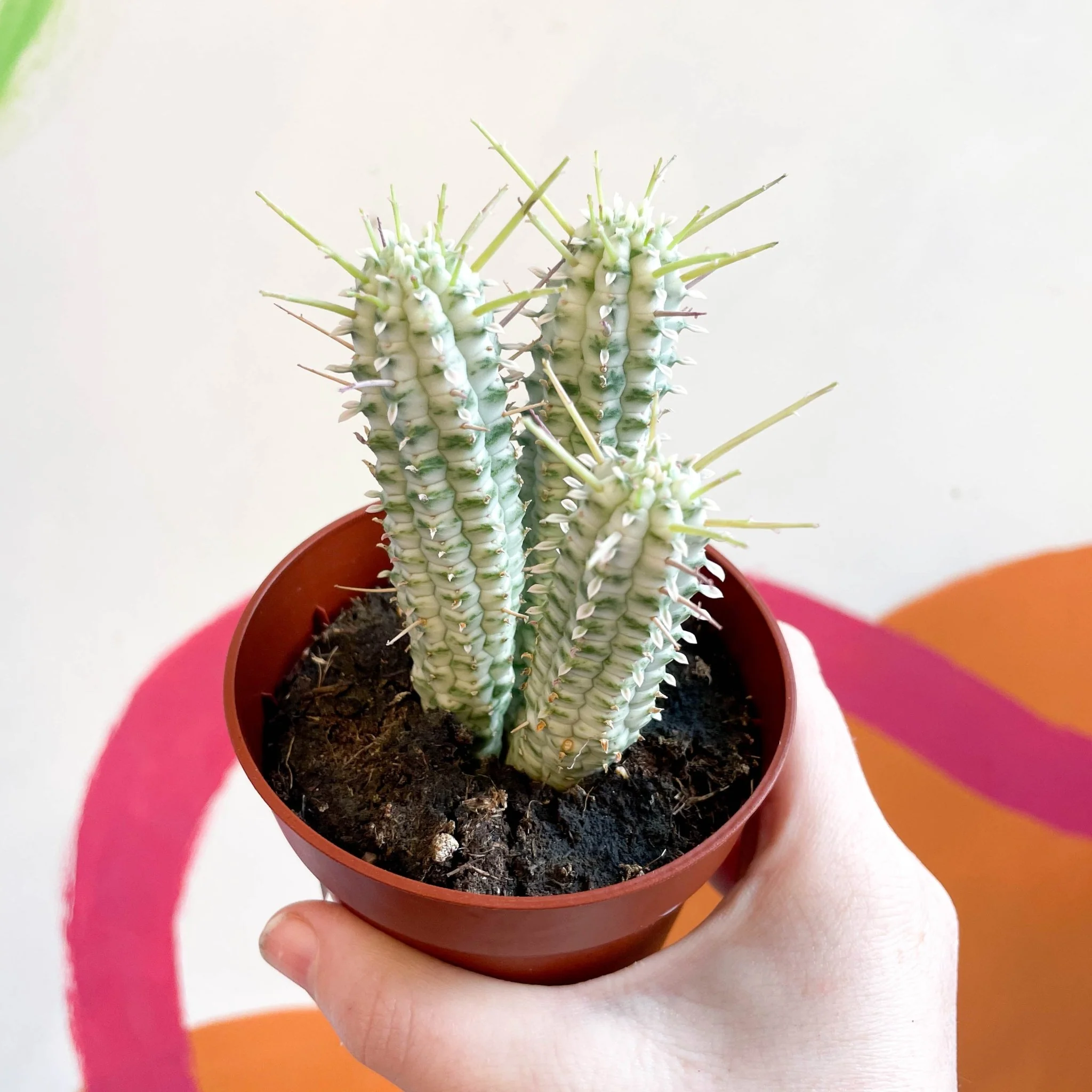 Corn Cob Cactus - Euphorbia mammillaris variegata
