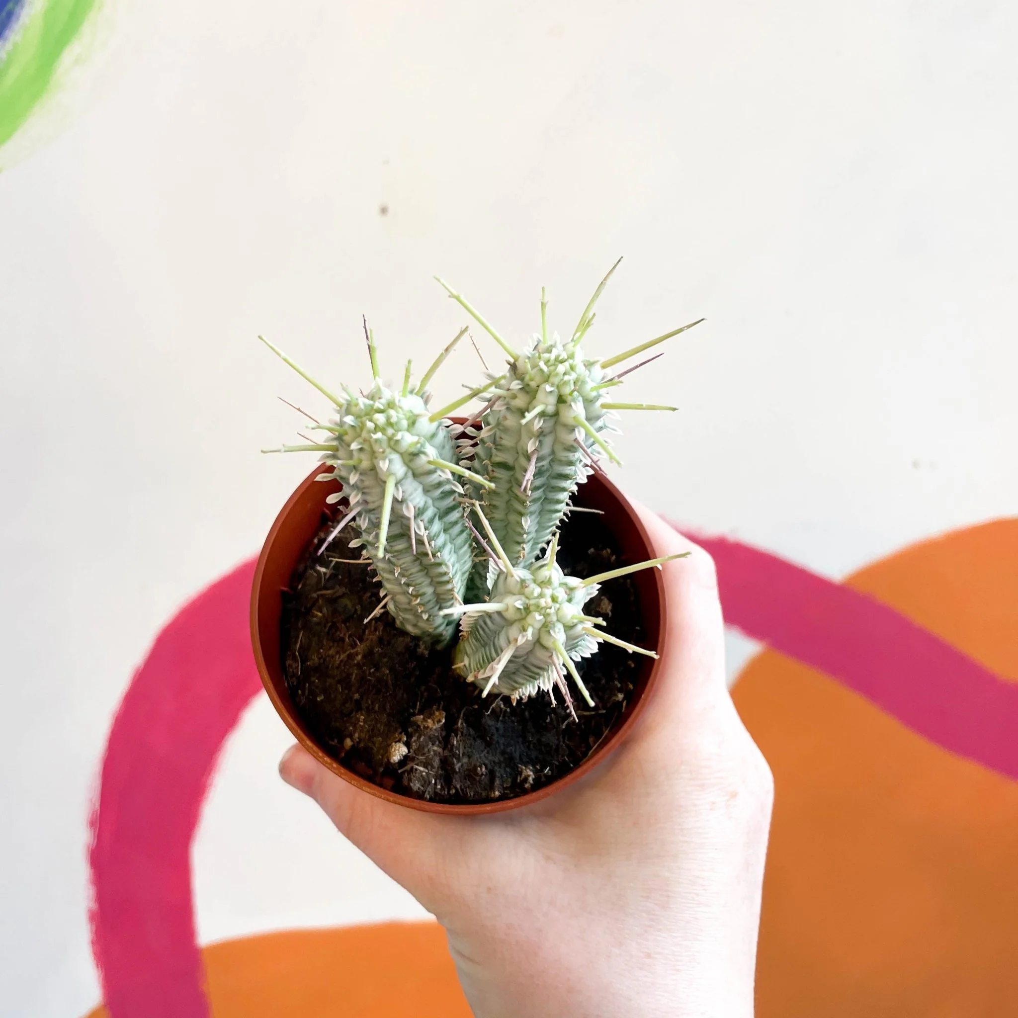 Corn Cob Cactus - Euphorbia mammillaris variegata - Image 2