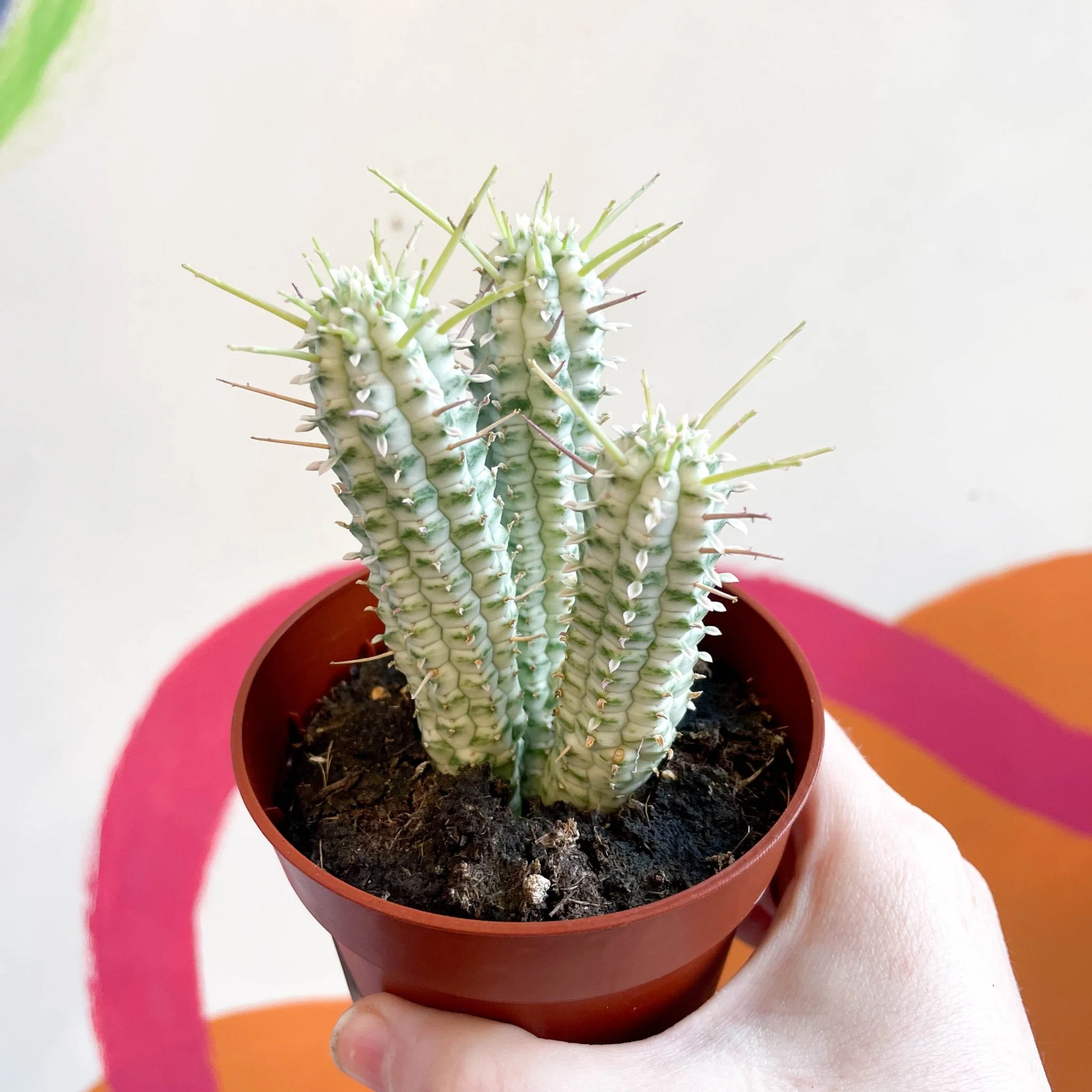 Corn Cob Cactus - Euphorbia mammillaris variegata - Image 3