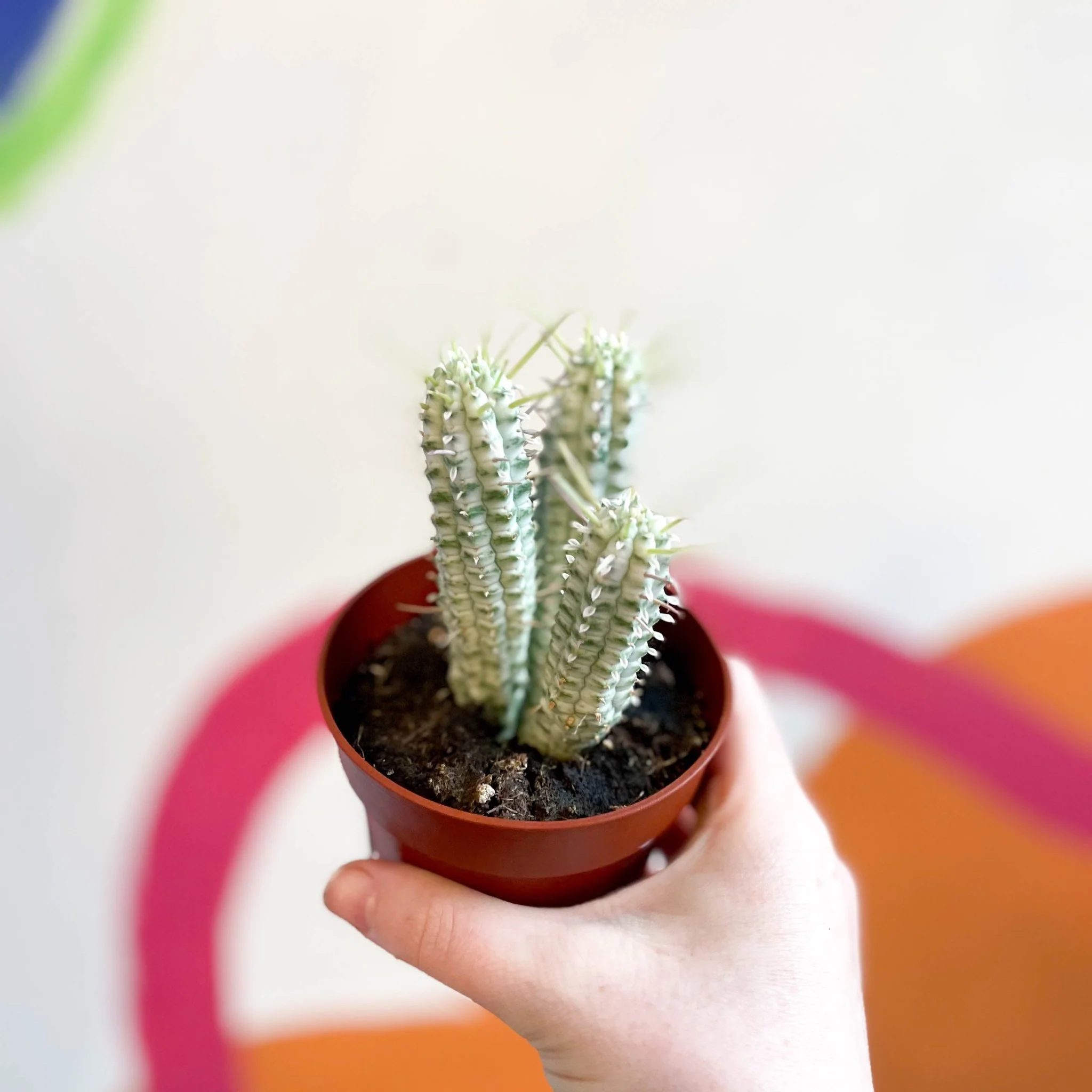 Corn Cob Cactus - Euphorbia mammillaris variegata - Image 4
