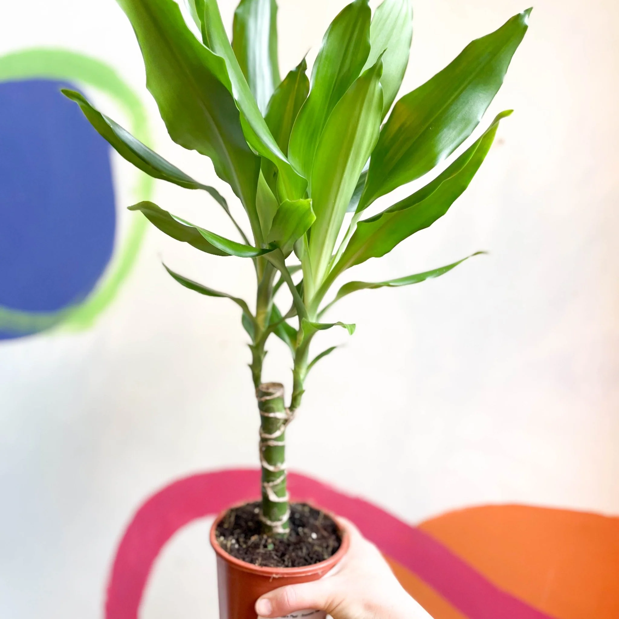 Corn Plant - Dracaena fragrans 'Gold Coast' - Image 2