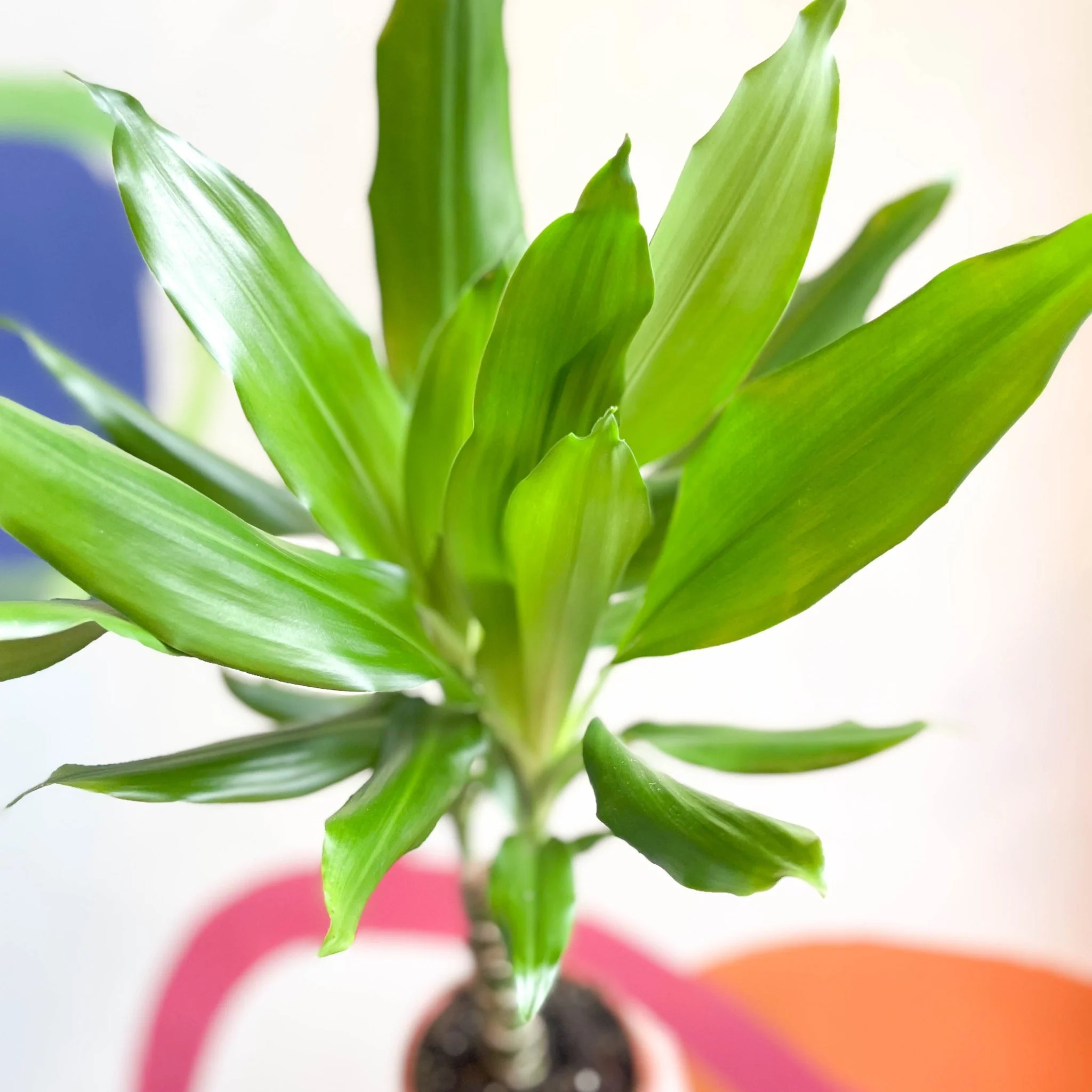 Corn Plant - Dracaena fragrans 'Gold Coast' - Image 3