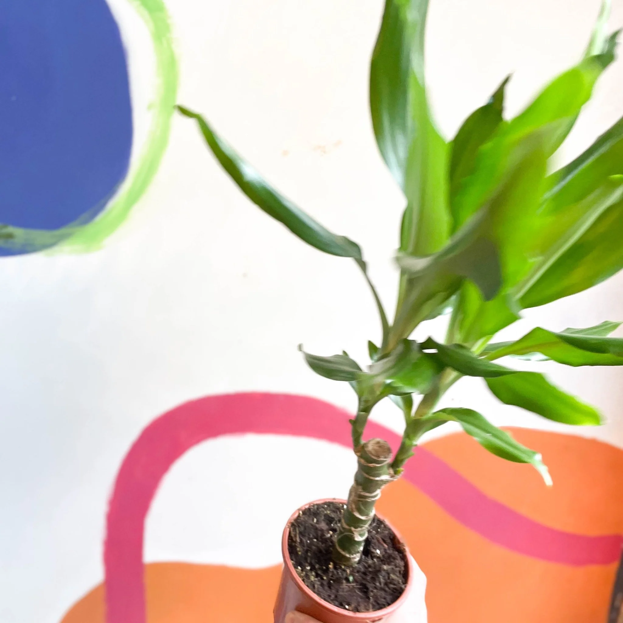 Corn Plant - Dracaena fragrans 'Gold Coast' - Image 4
