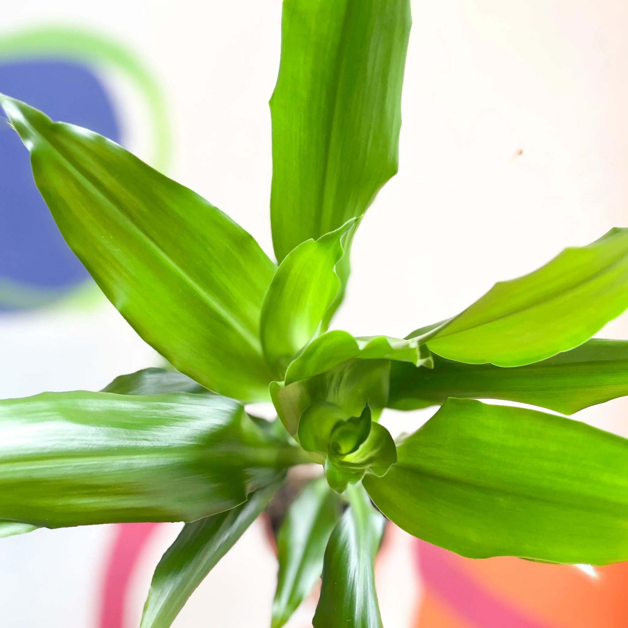 Corn Plant - Dracaena fragrans 'Gold Coast' - Image 5