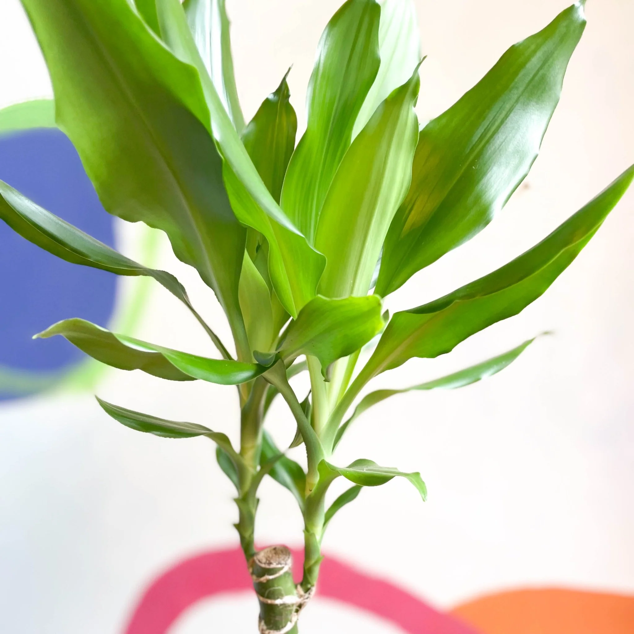 Corn Plant - Dracaena fragrans 'Gold Coast' - Image 6