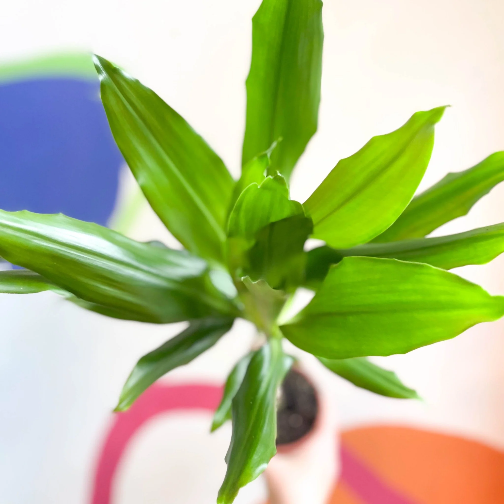 Corn Plant - Dracaena fragrans 'Gold Coast' - Image 7