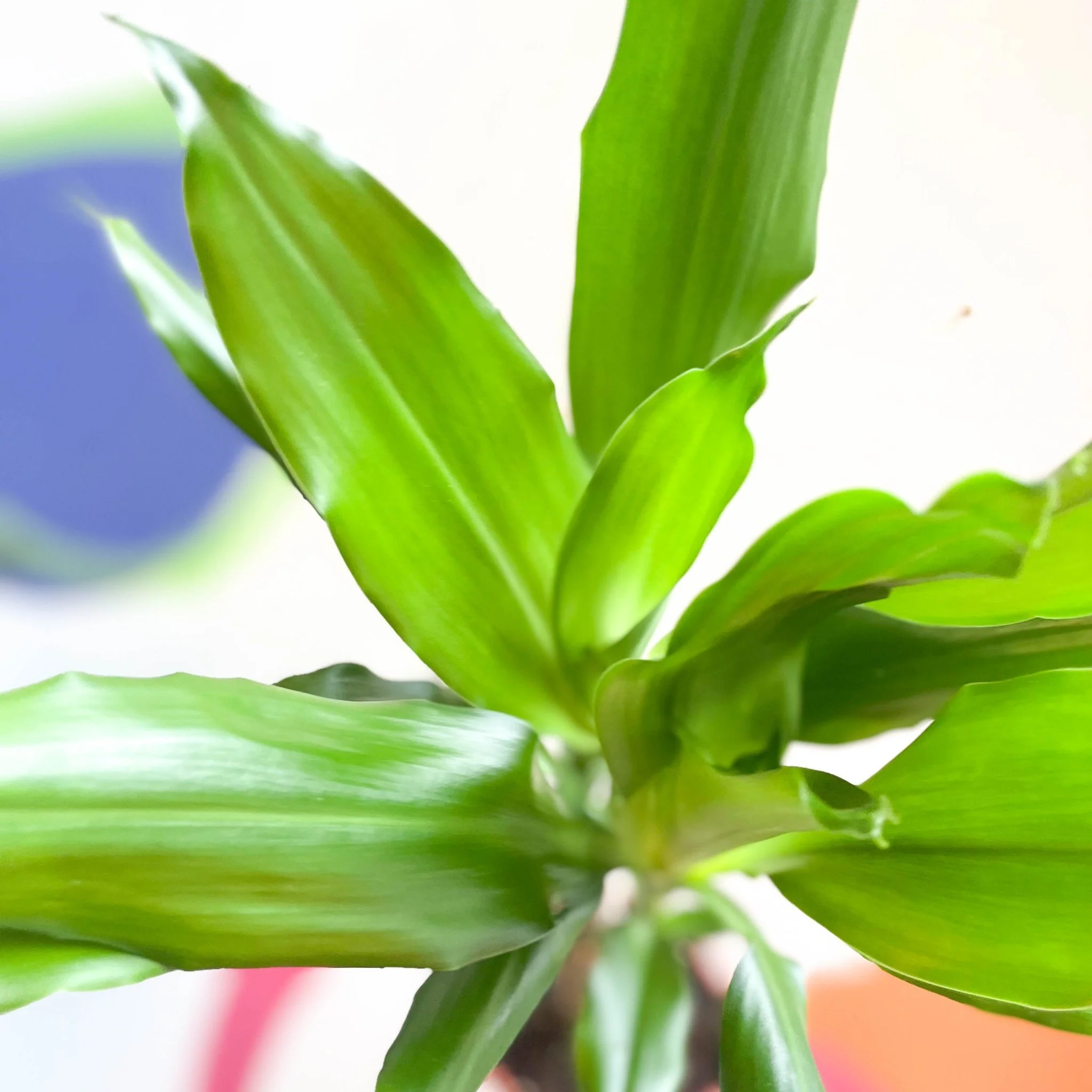 Corn Plant - Dracaena fragrans 'Gold Coast' - Image 8