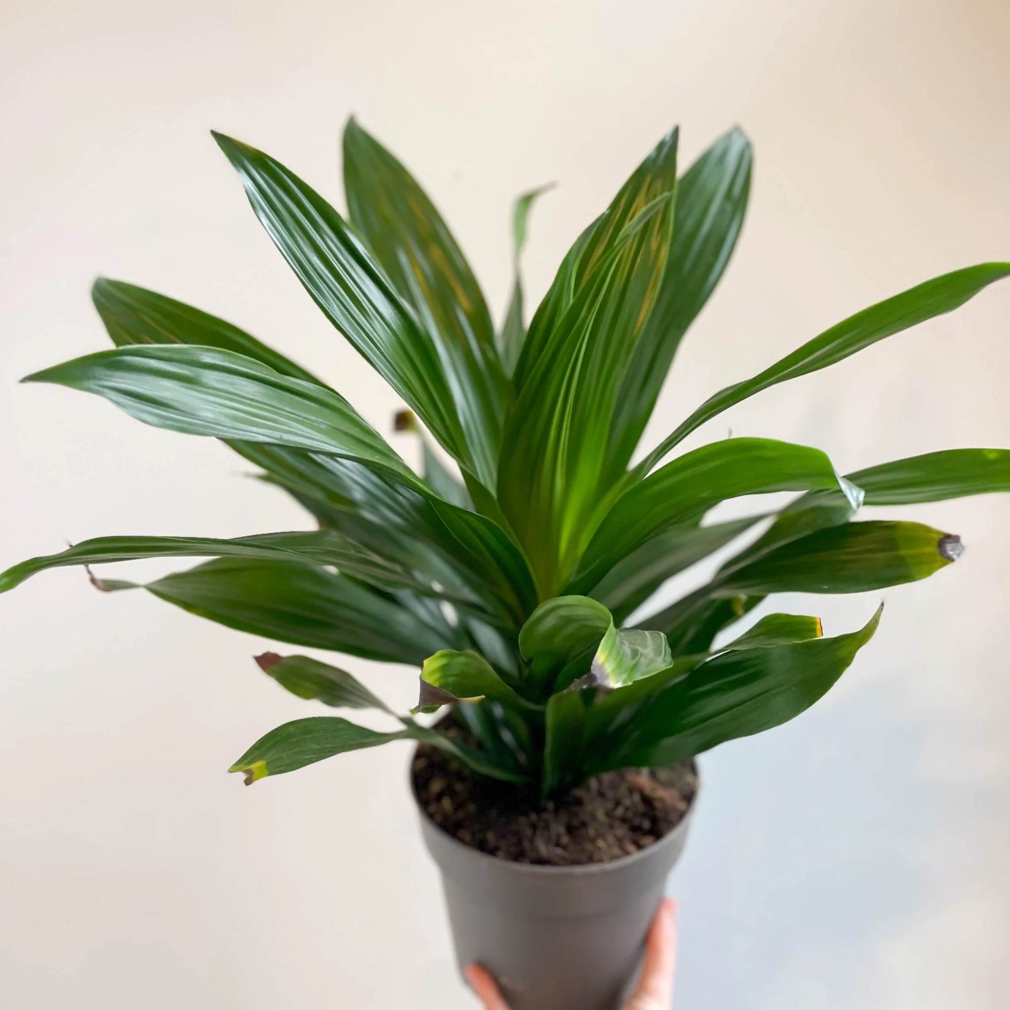 Corn Plant - Dracaena fragrans 'Green Jewel'