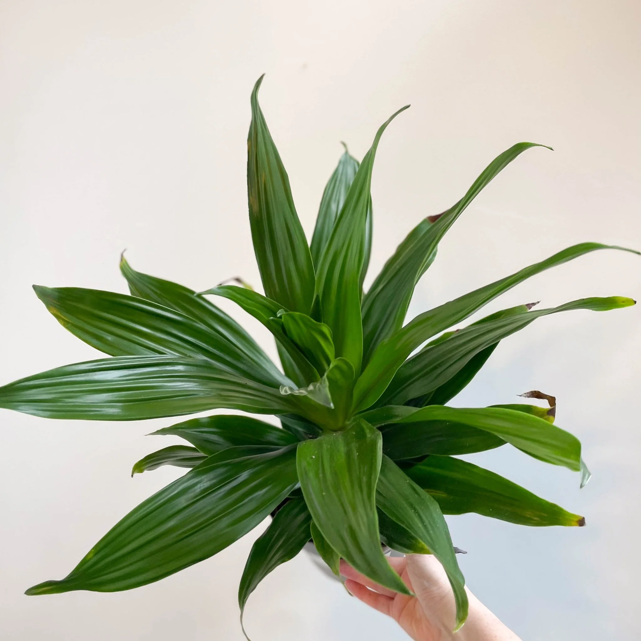Corn Plant - Dracaena fragrans 'Green Jewel' - Image 2
