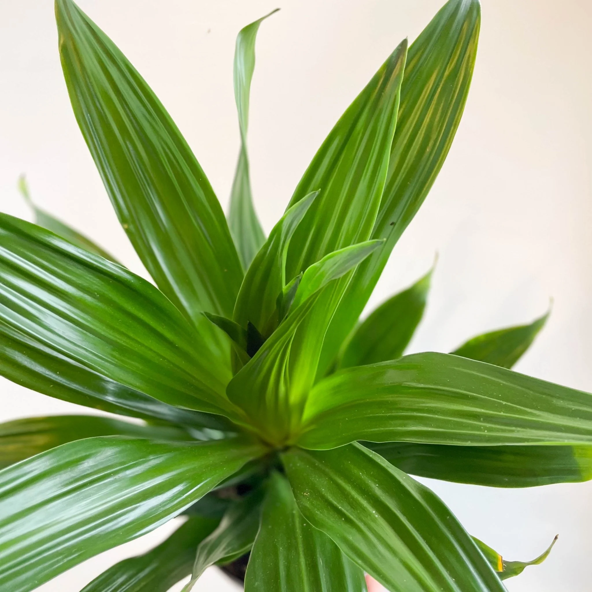 Corn Plant - Dracaena fragrans 'Green Jewel' - Image 3