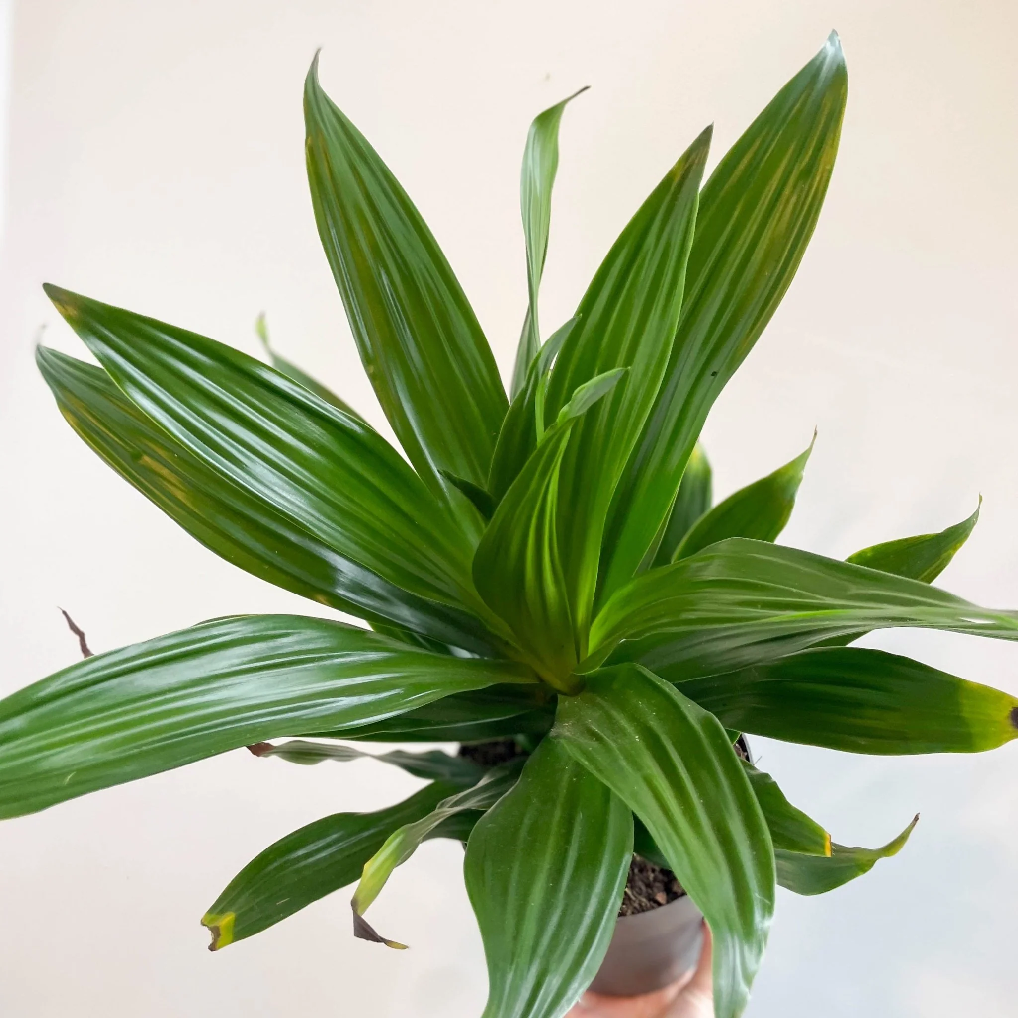 Corn Plant - Dracaena fragrans 'Green Jewel' - Image 4