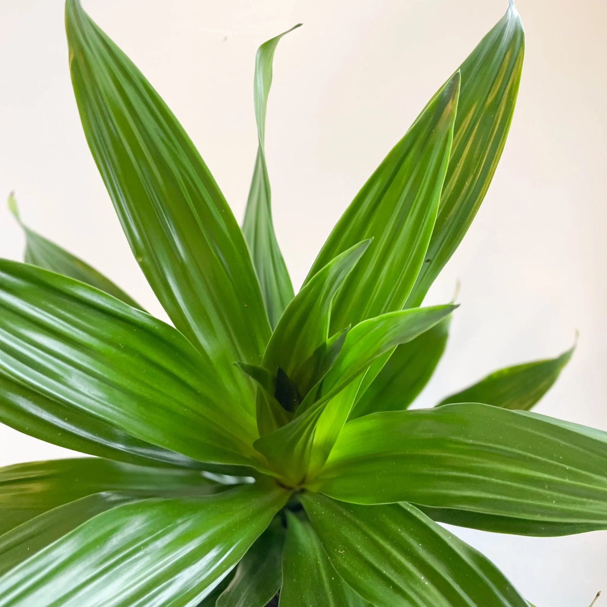 Corn Plant - Dracaena fragrans 'Green Jewel' - Image 5