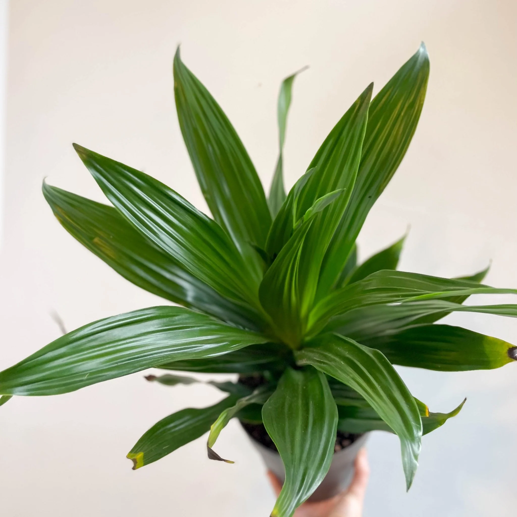 Corn Plant - Dracaena fragrans 'Green Jewel' - Image 6