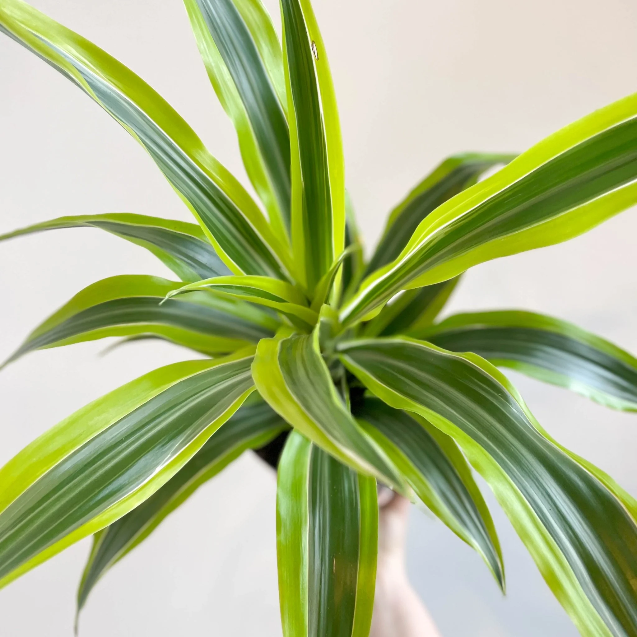 Corn Plant - Dracaena fragrans 'Lemon Lime'