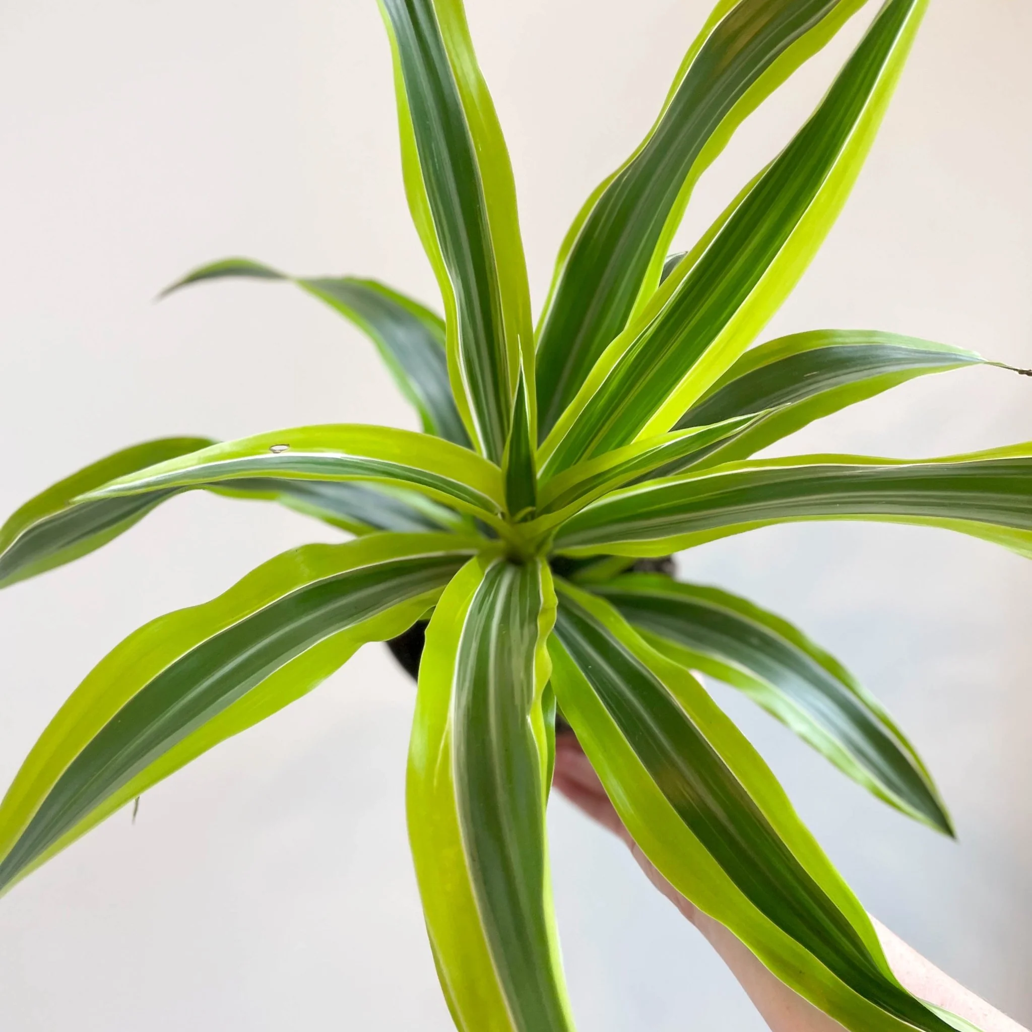 Corn Plant - Dracaena fragrans 'Lemon Lime' - Image 2