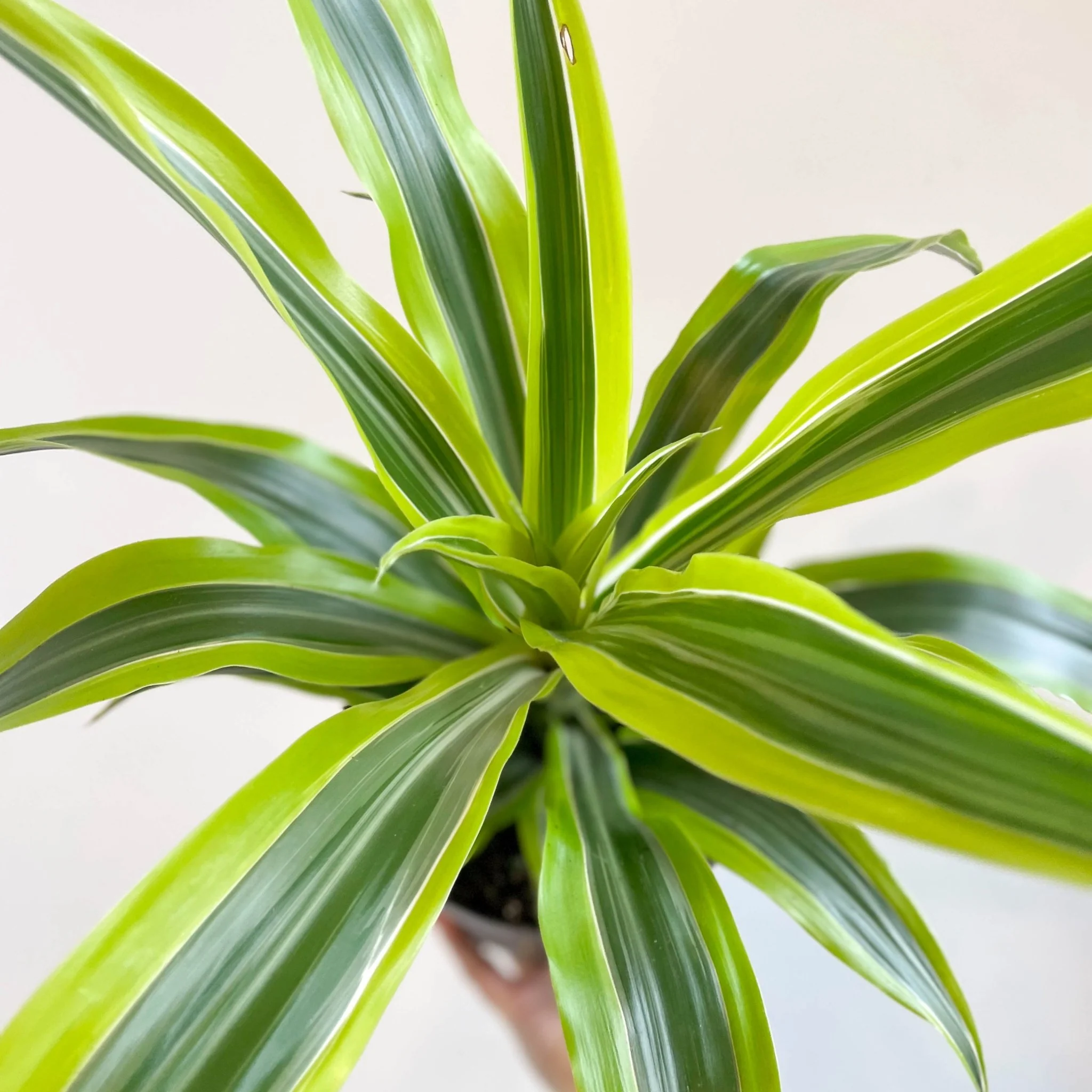 Corn Plant - Dracaena fragrans 'Lemon Lime' - Image 3