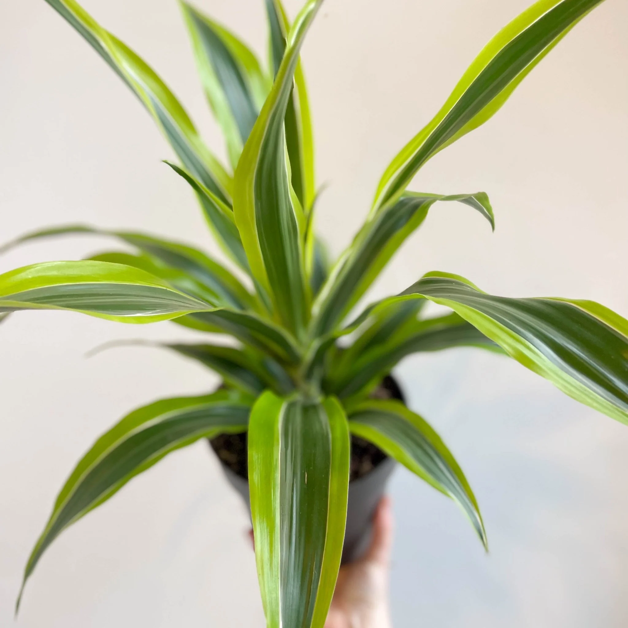 Corn Plant - Dracaena fragrans 'Lemon Lime' - Image 4