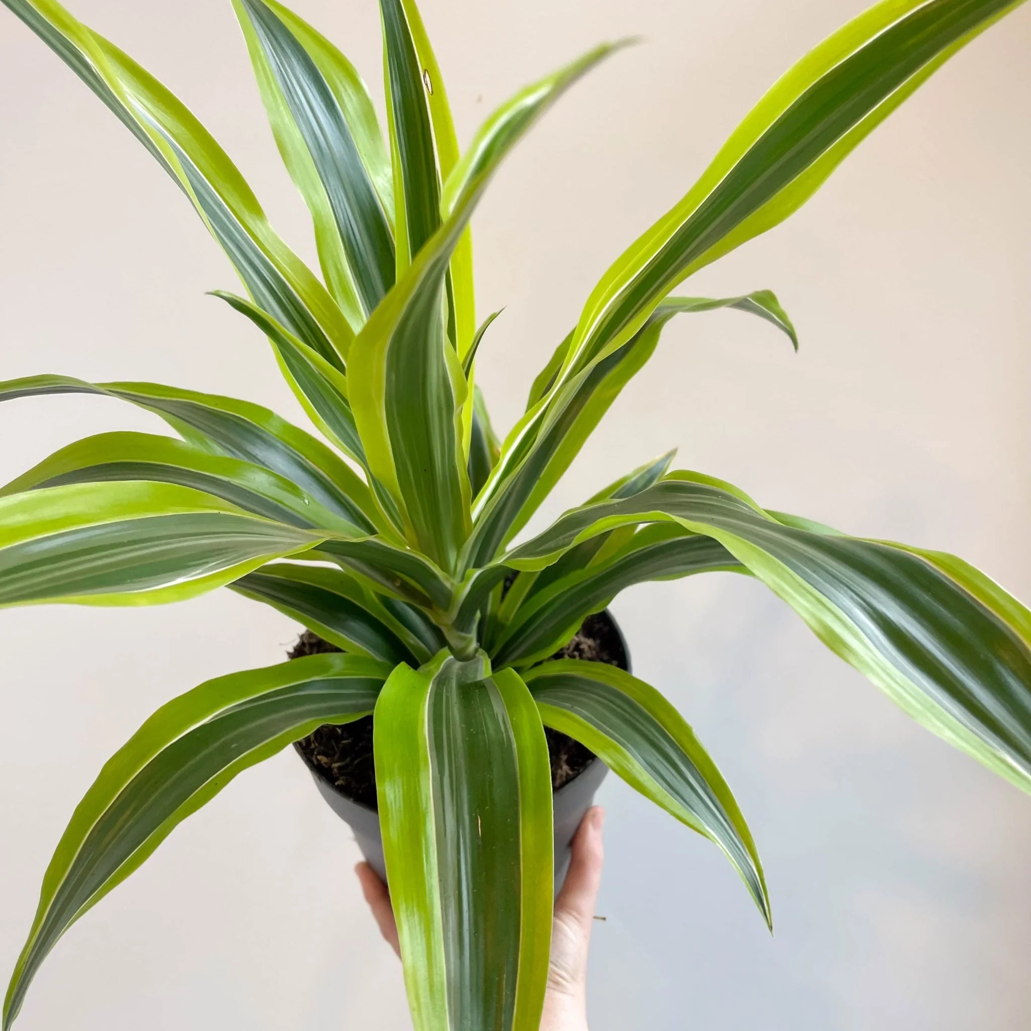 Corn Plant - Dracaena fragrans 'Lemon Lime' - Image 5