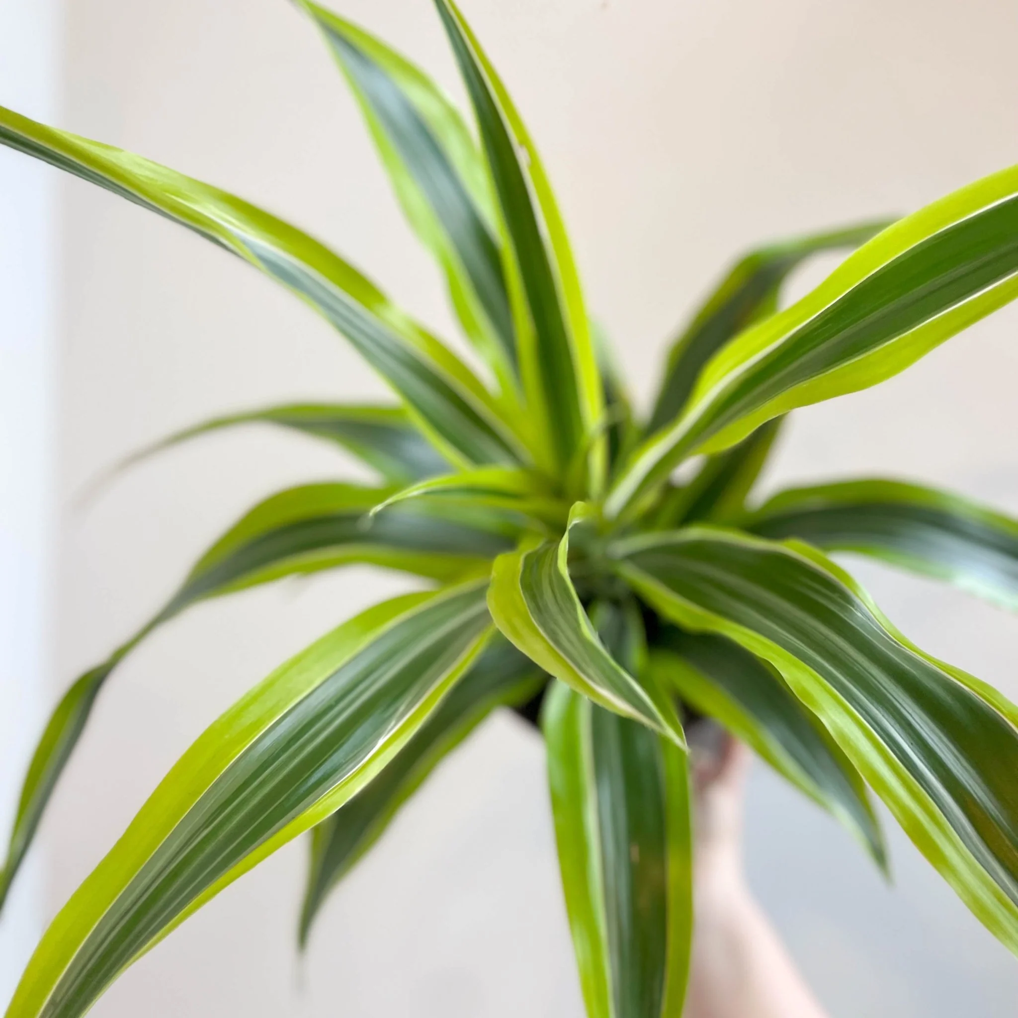 Corn Plant - Dracaena fragrans 'Lemon Lime' - Image 6