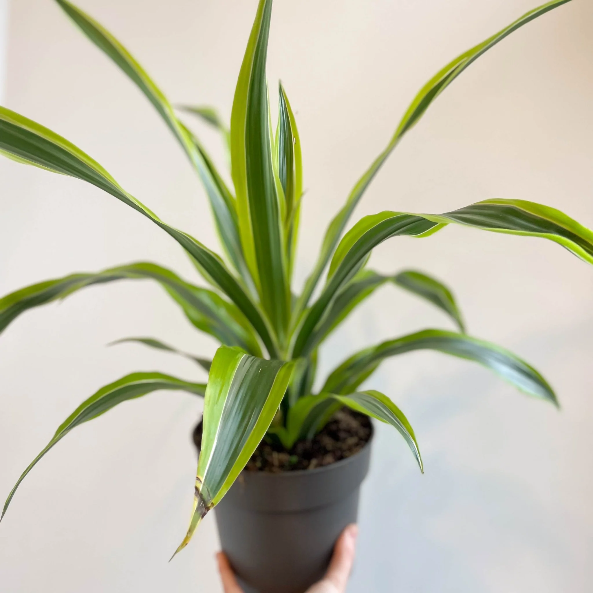 Corn Plant - Dracaena fragrans 'Lemon Lime' - Image 7
