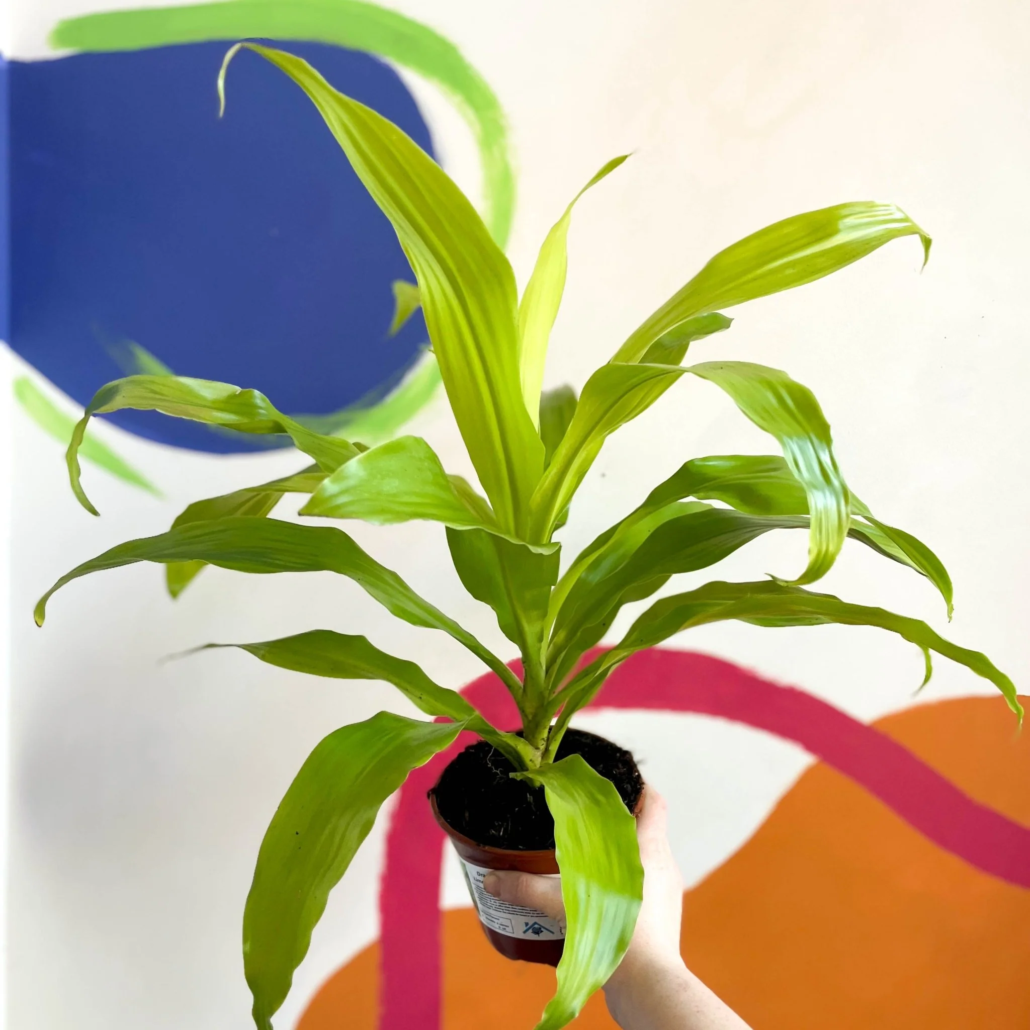 Corn Plant - Dracaena fragrans 'Limelight' - British Grown