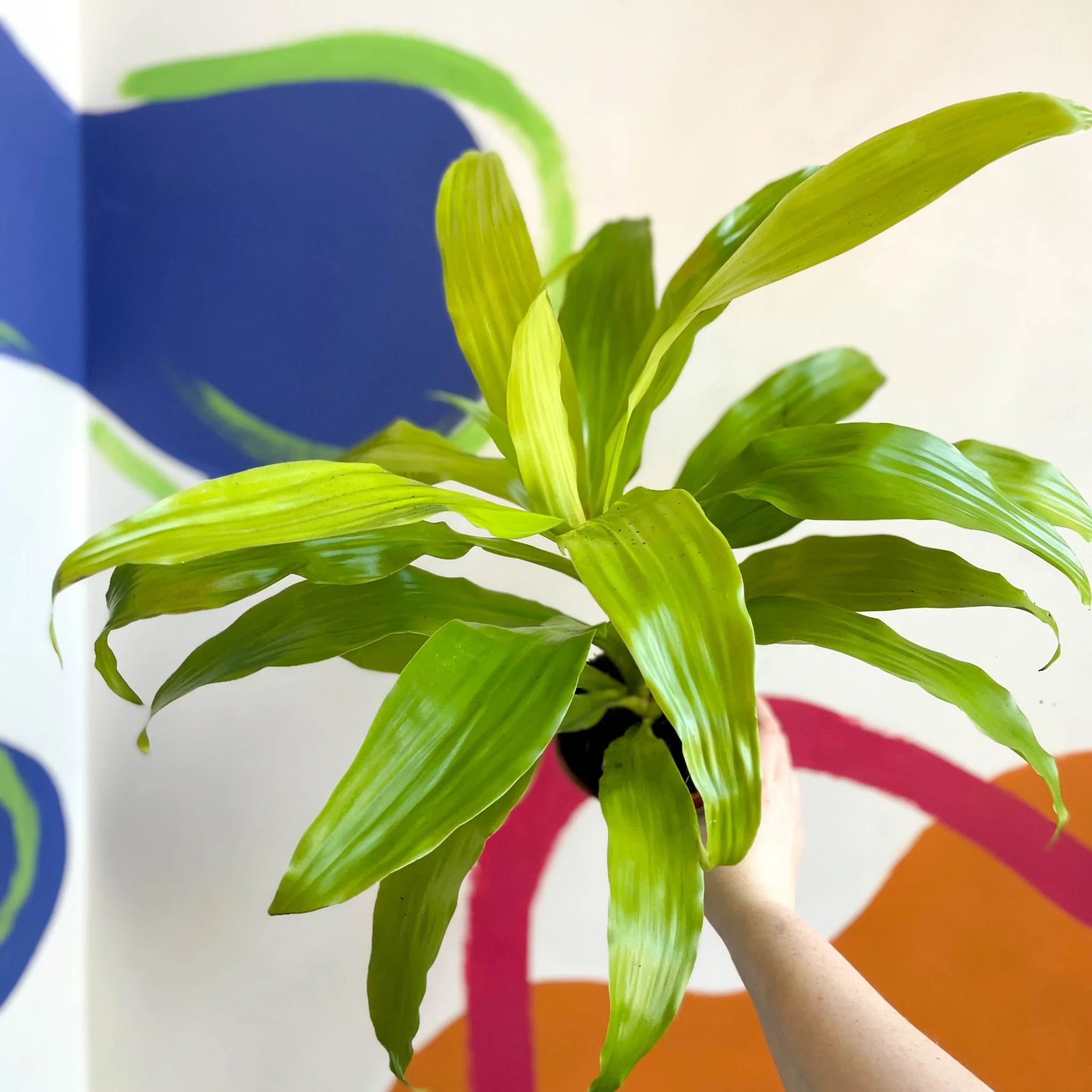 Corn Plant - Dracaena fragrans 'Limelight' - British Grown - Image 2