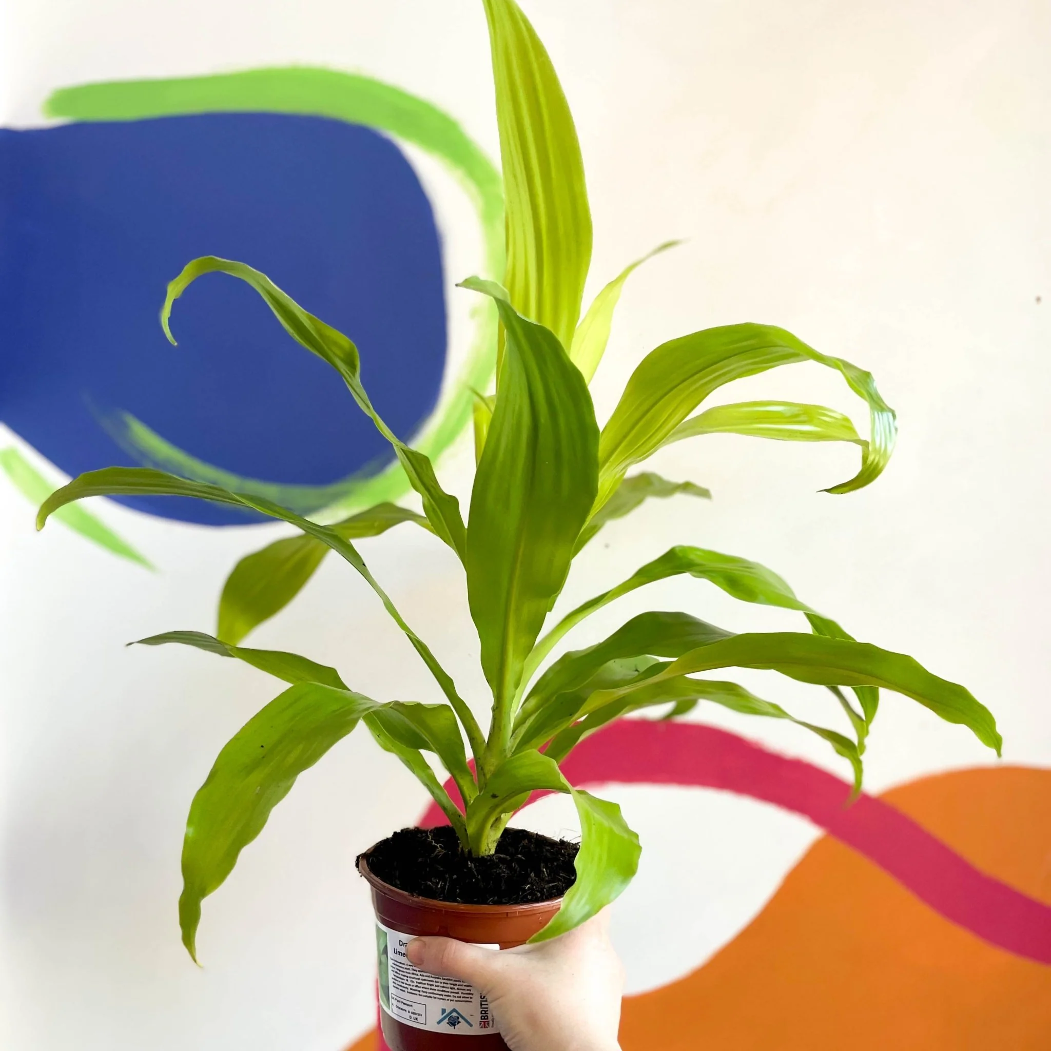 Corn Plant - Dracaena fragrans 'Limelight' - British Grown - Image 3