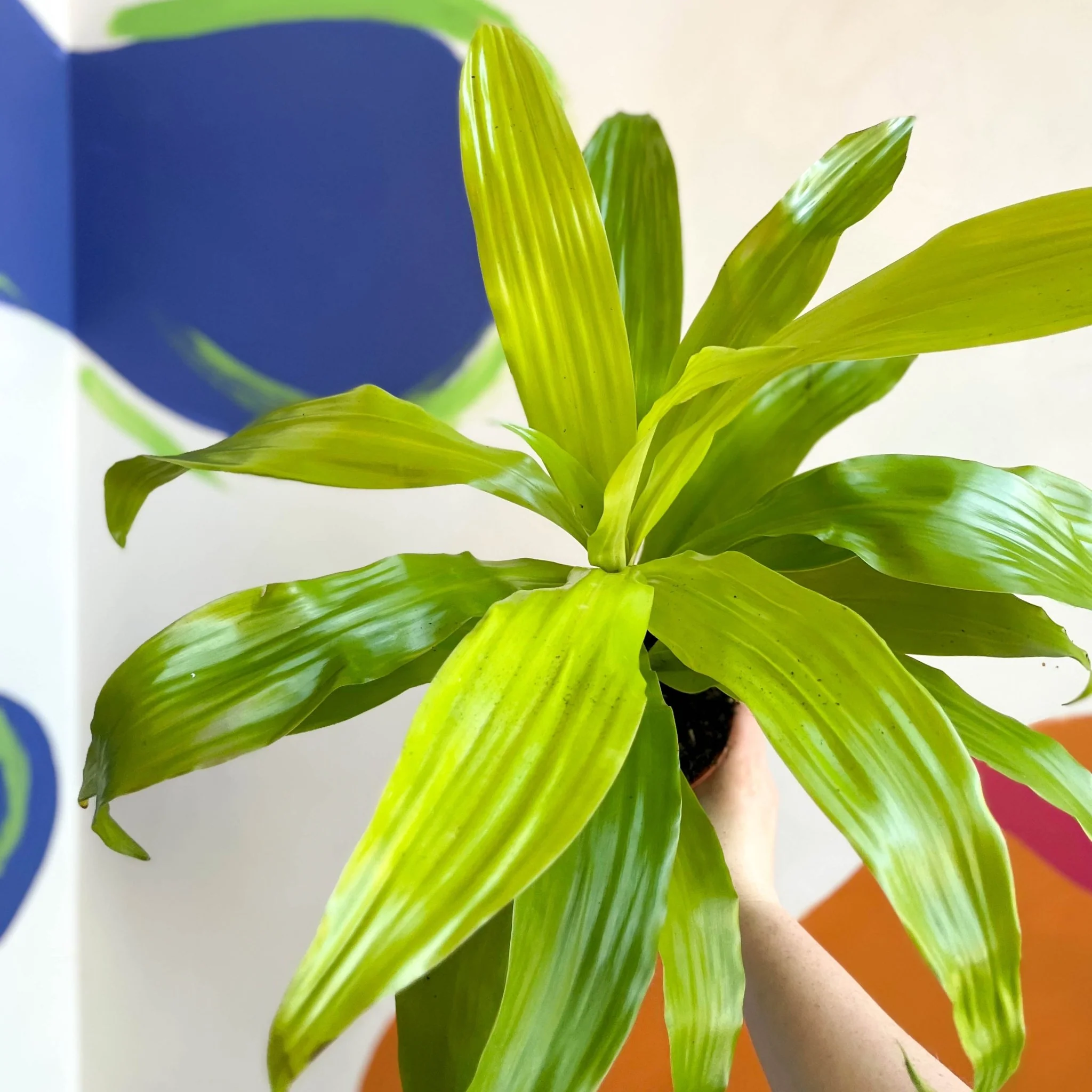 Corn Plant - Dracaena fragrans 'Limelight' - British Grown - Image 4