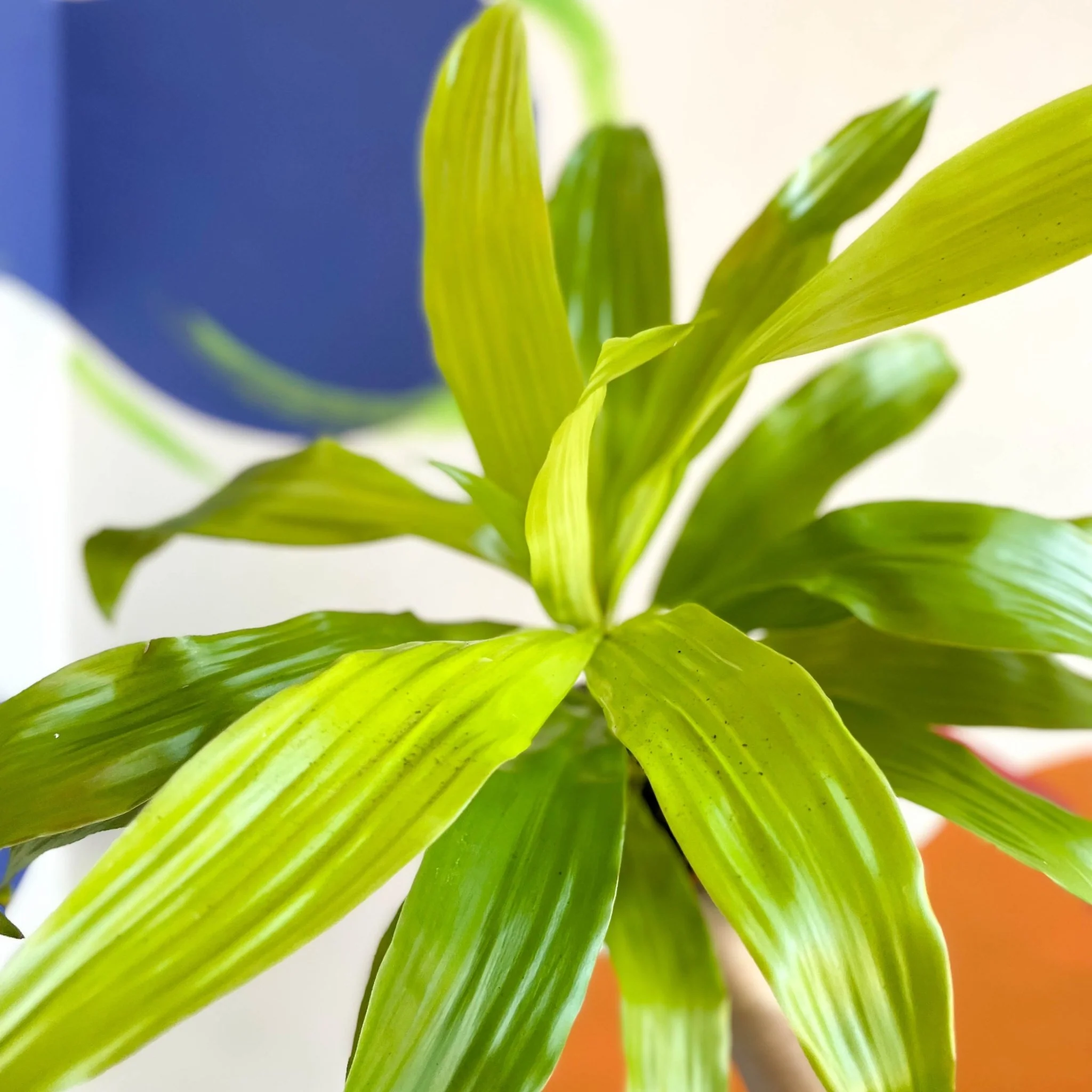 Corn Plant - Dracaena fragrans 'Limelight' - British Grown - Image 5