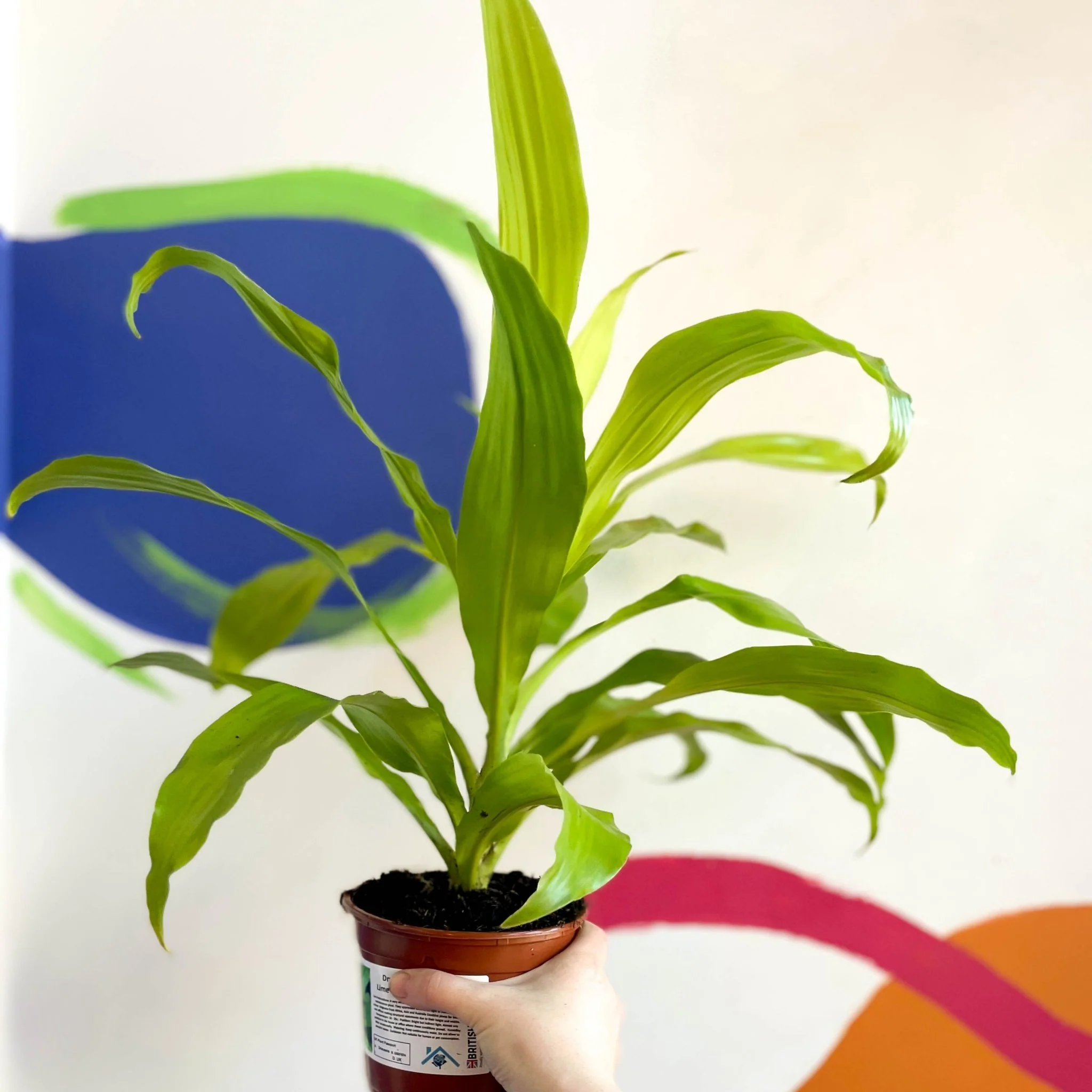 Corn Plant - Dracaena fragrans 'Limelight' - British Grown - Image 6