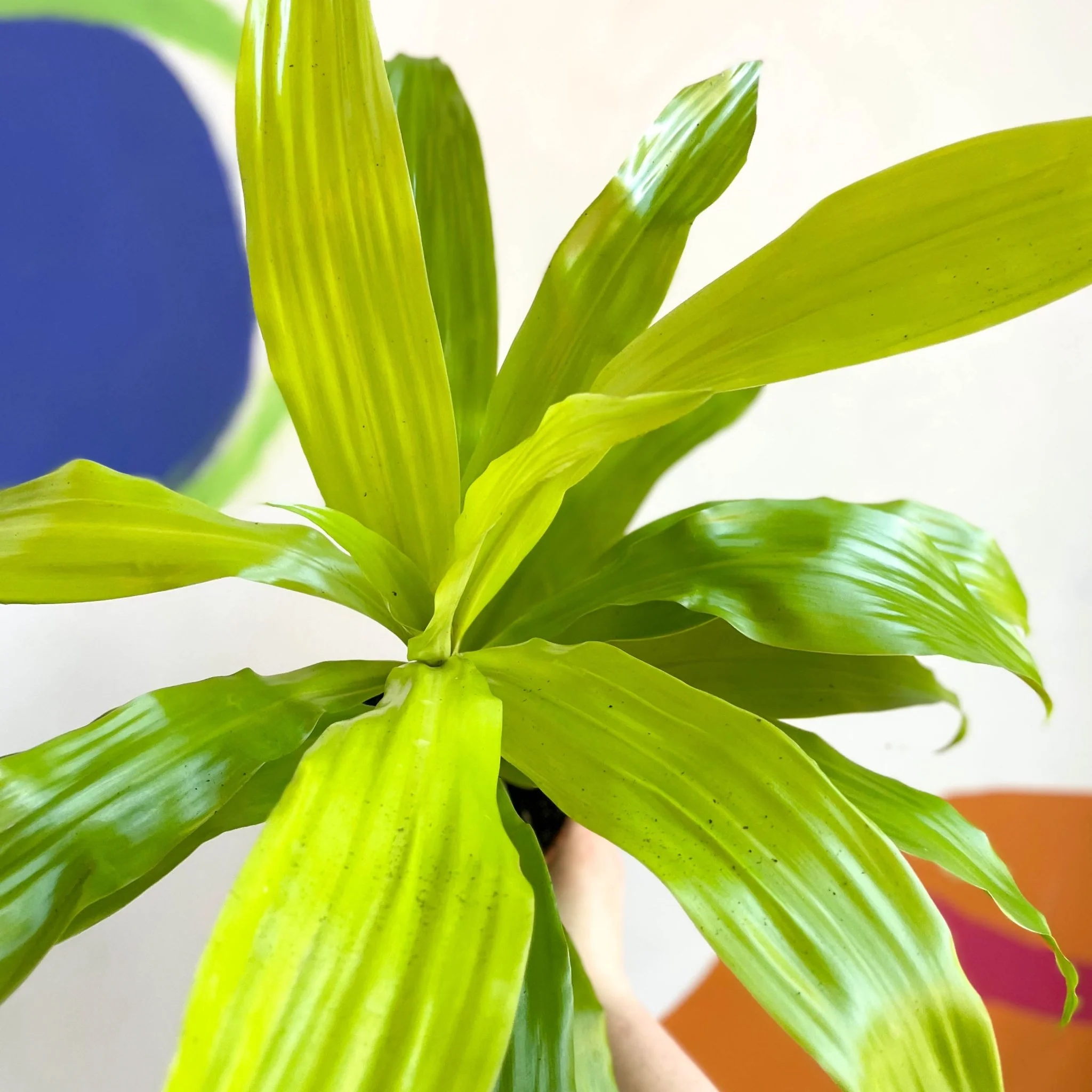 Corn Plant - Dracaena fragrans 'Limelight' - British Grown - Image 7