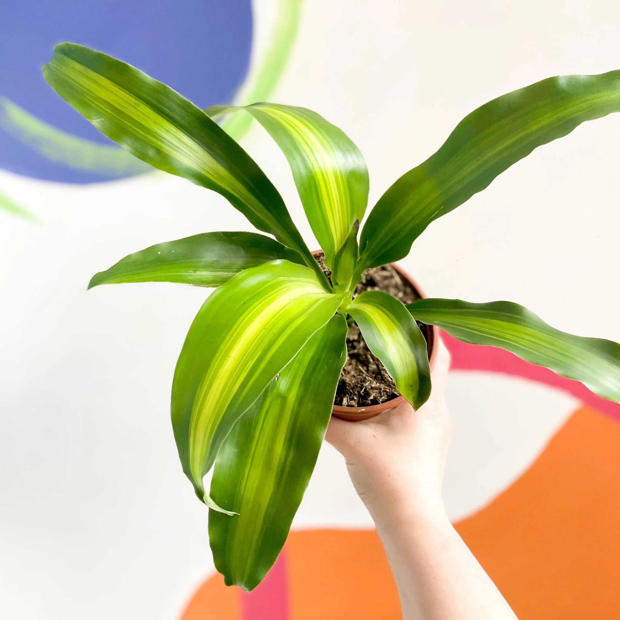 Corn Plant - Dracaena fragrans ‘Massangeana’ - British Grown - Image 6