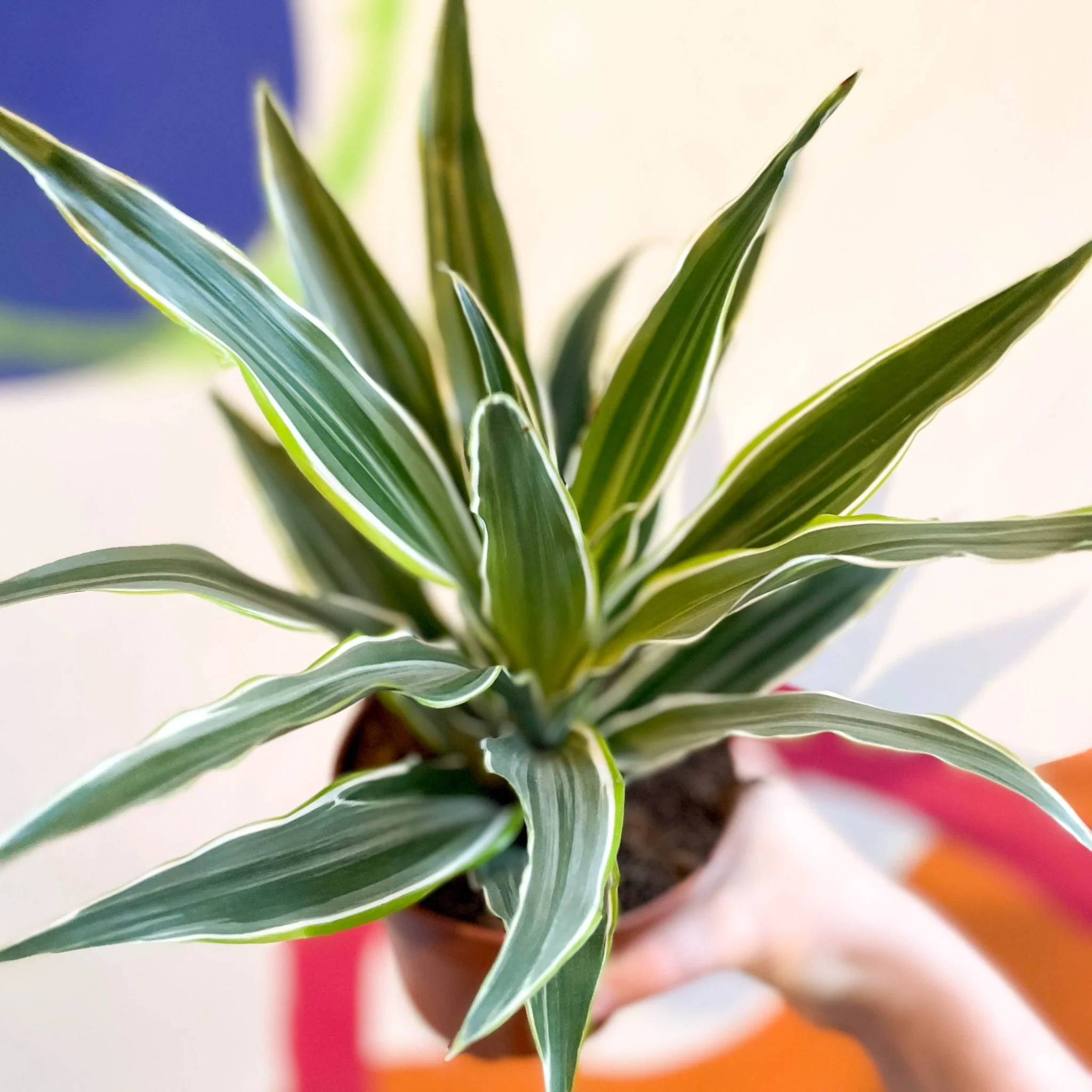 Corn Plant - Dracaena fragrans 'Surprise' - Image 2