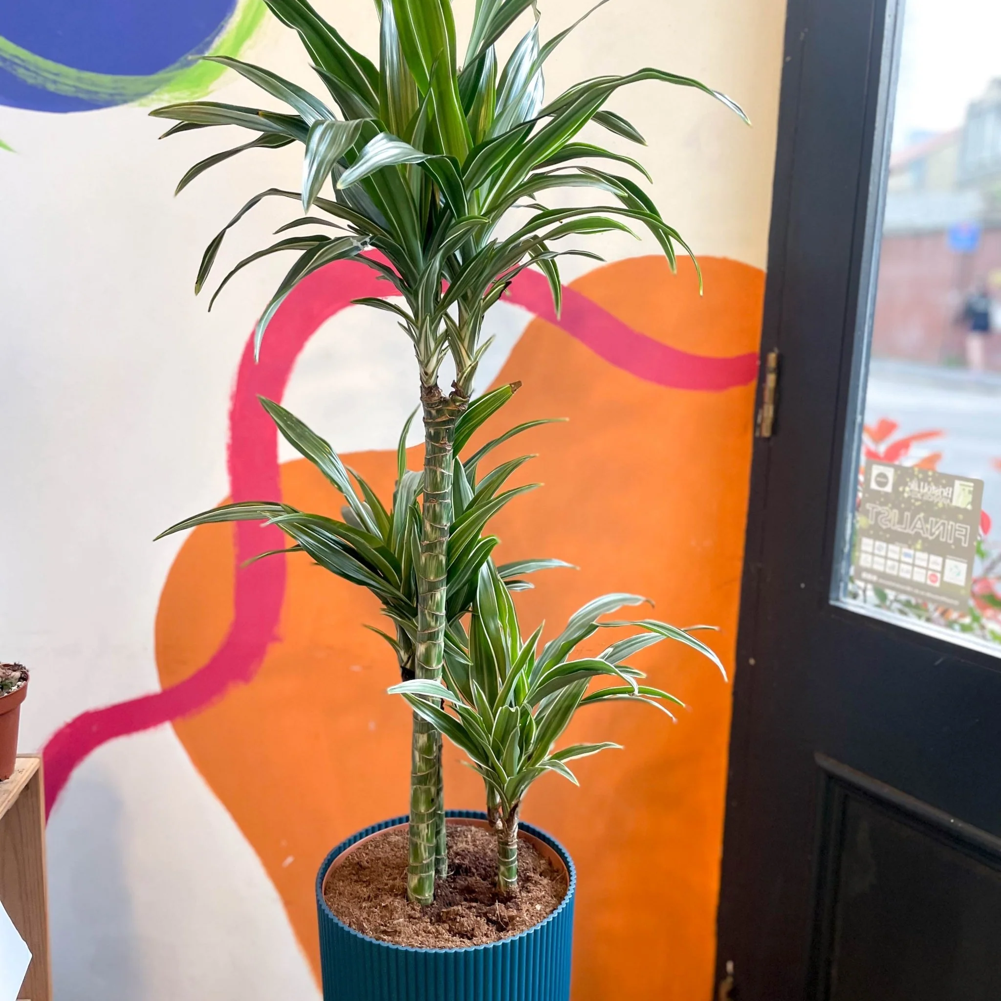 Corn Plant - Dracaena fragrans 'Ulises'