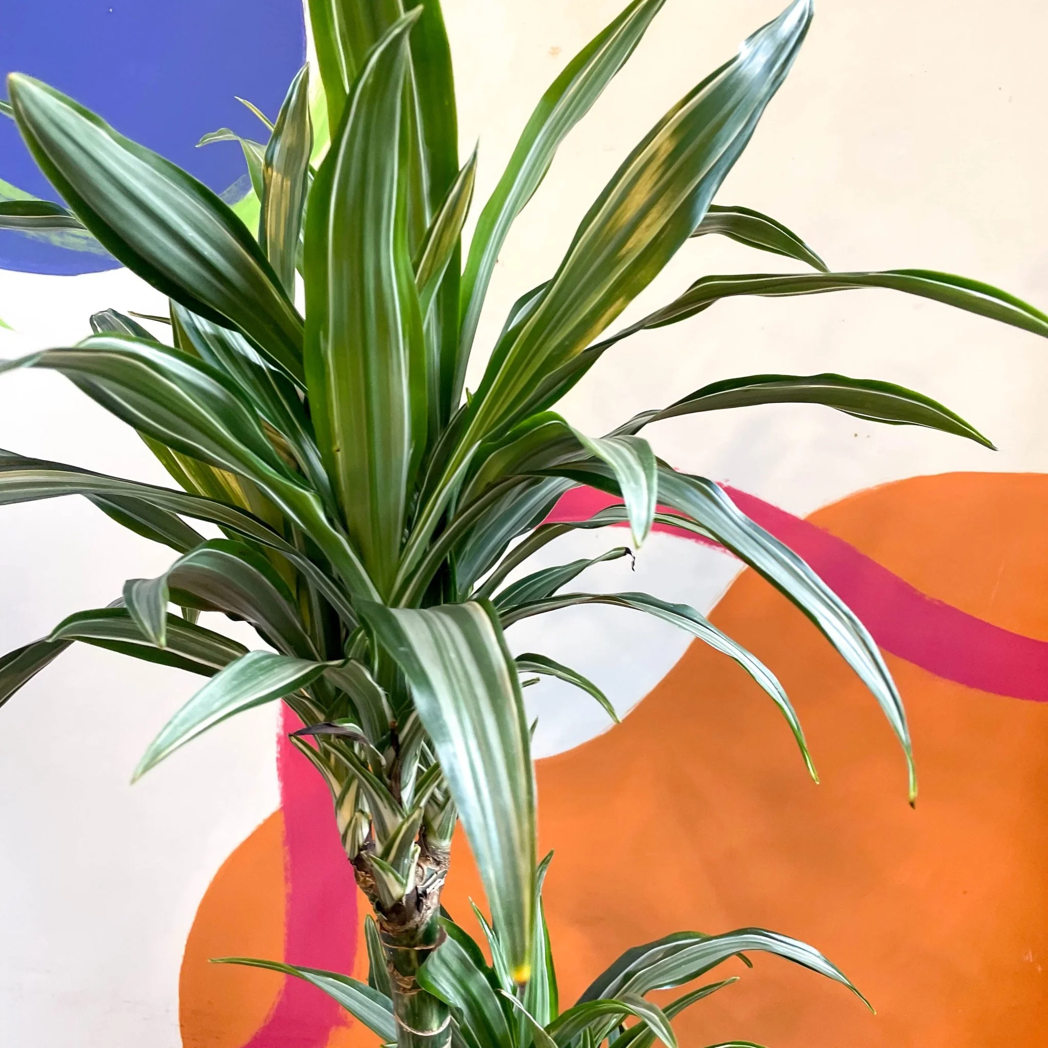 Corn Plant - Dracaena fragrans 'Ulises' - Image 2