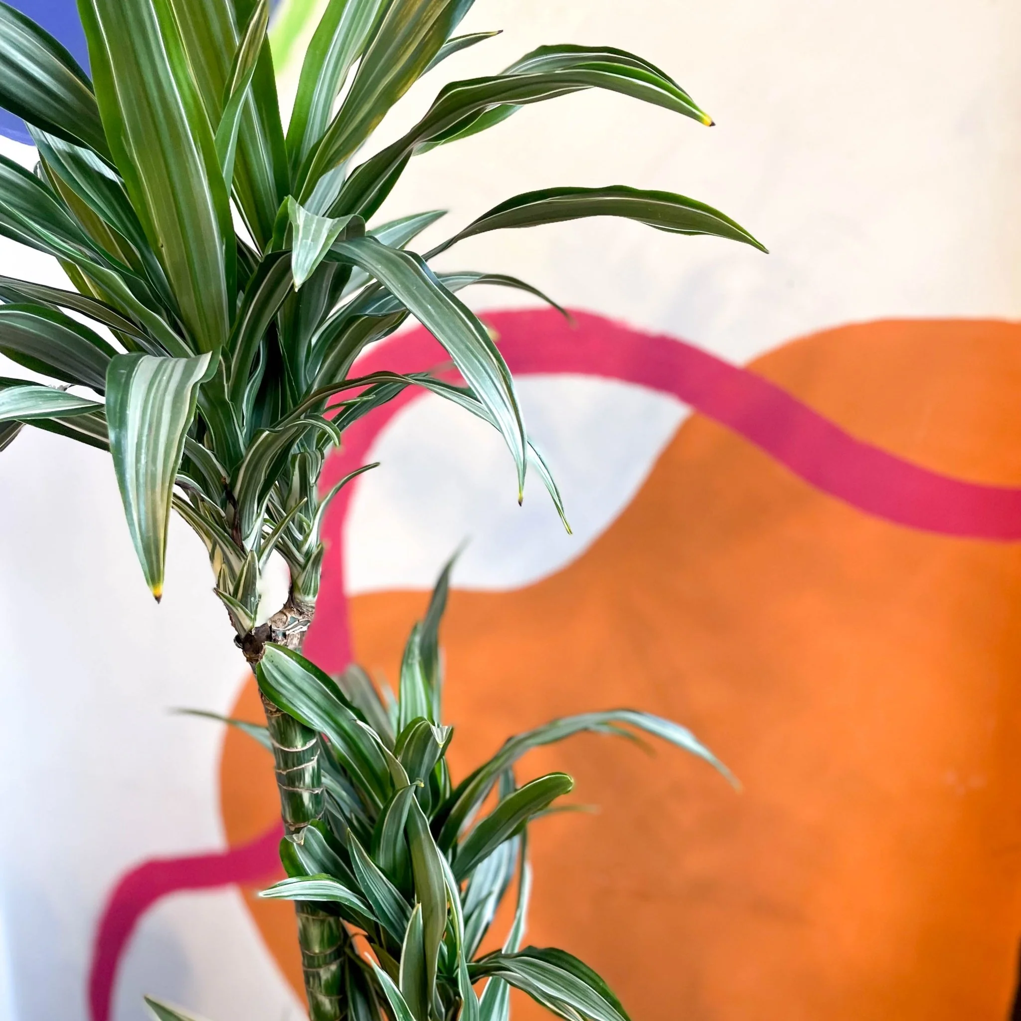 Corn Plant - Dracaena fragrans 'Ulises' - Image 3