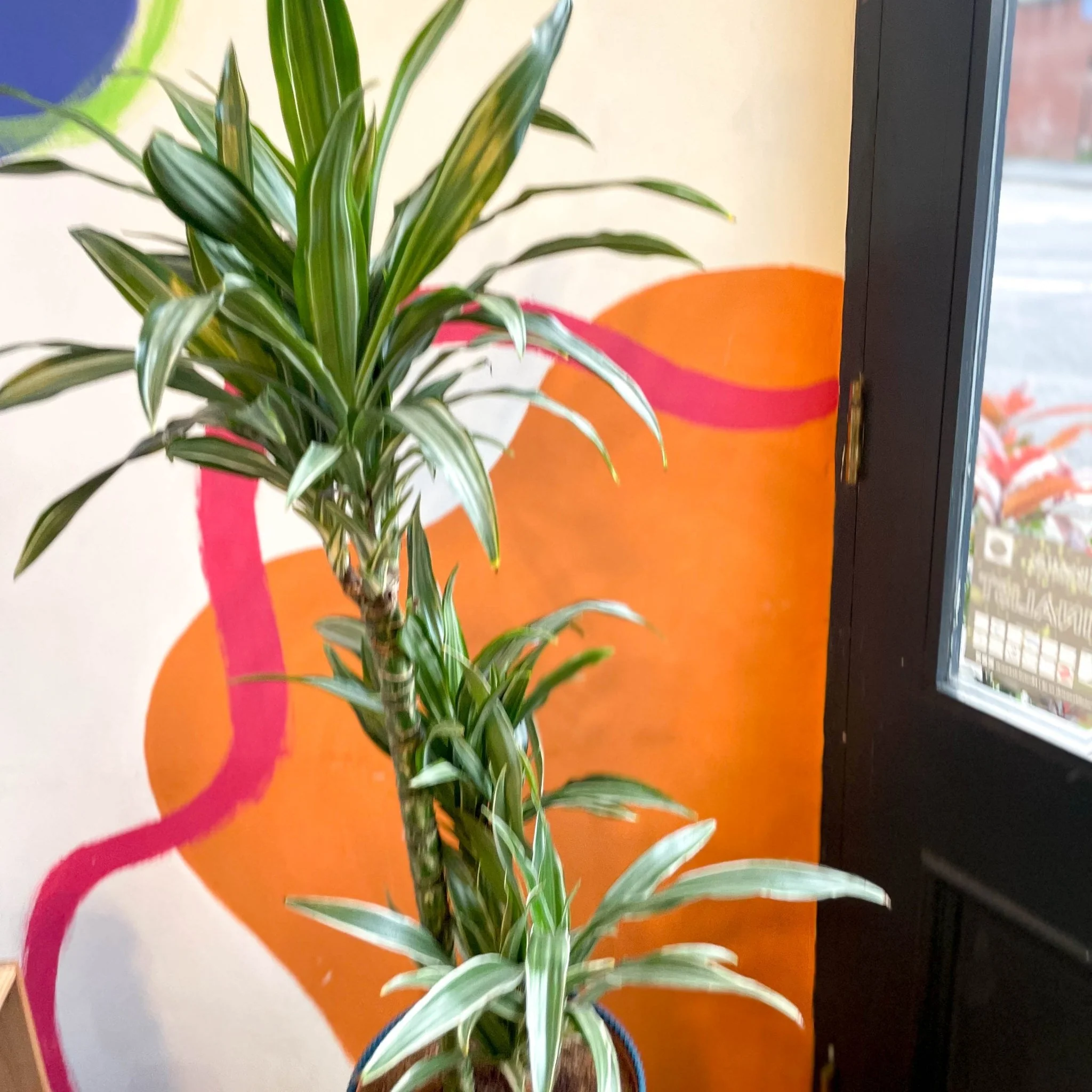 Corn Plant - Dracaena fragrans 'Ulises' - Image 4