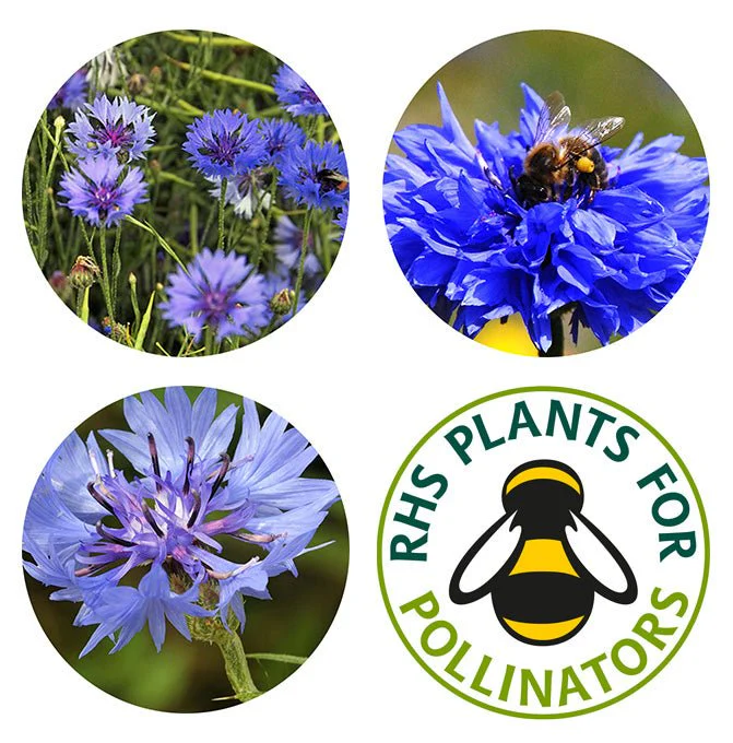 Cornflower Wildflower Seedball Tubes - Image 3