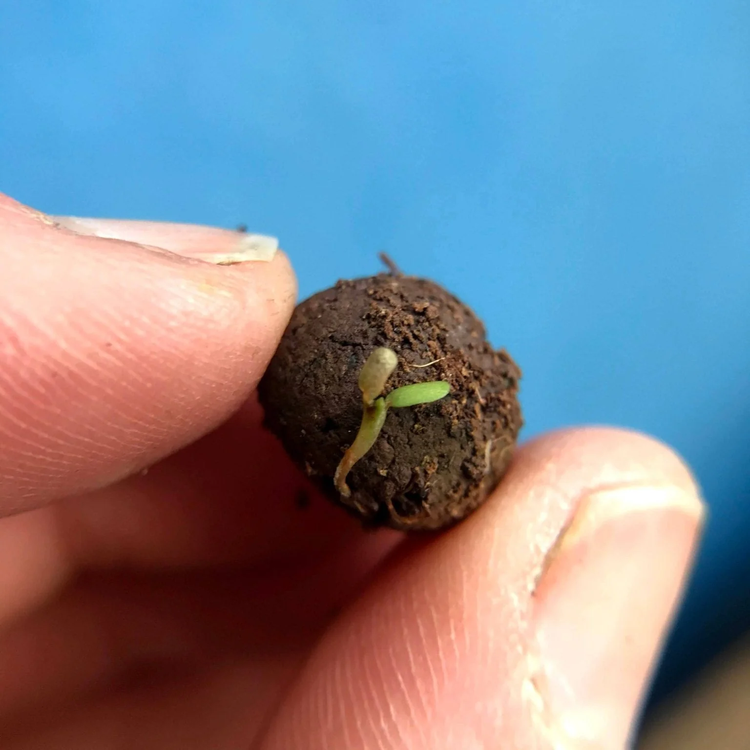 Cornflower Wildflower Seedball Tubes - Image 7